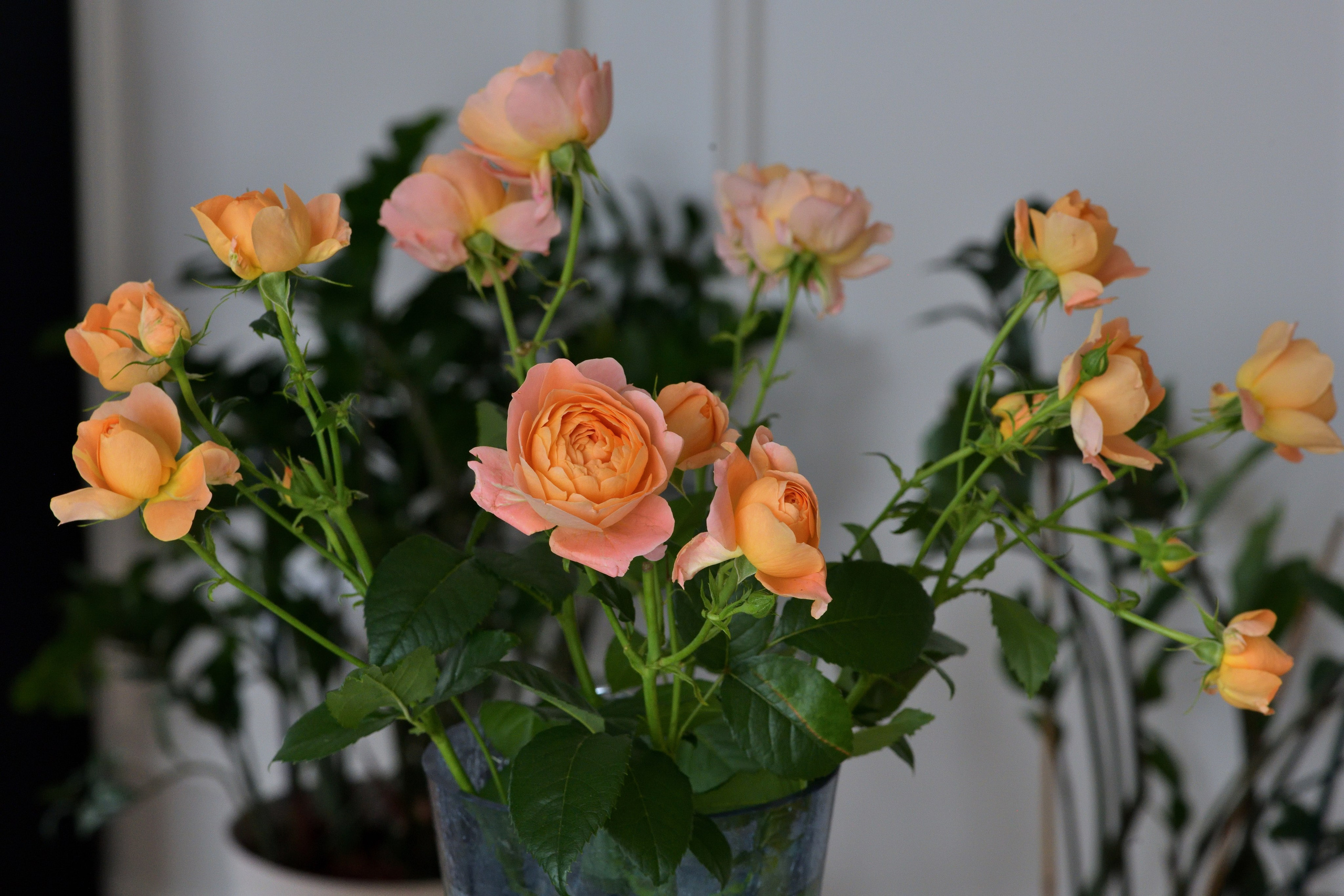 Цветы. Сергей Люльченко фотоальбом