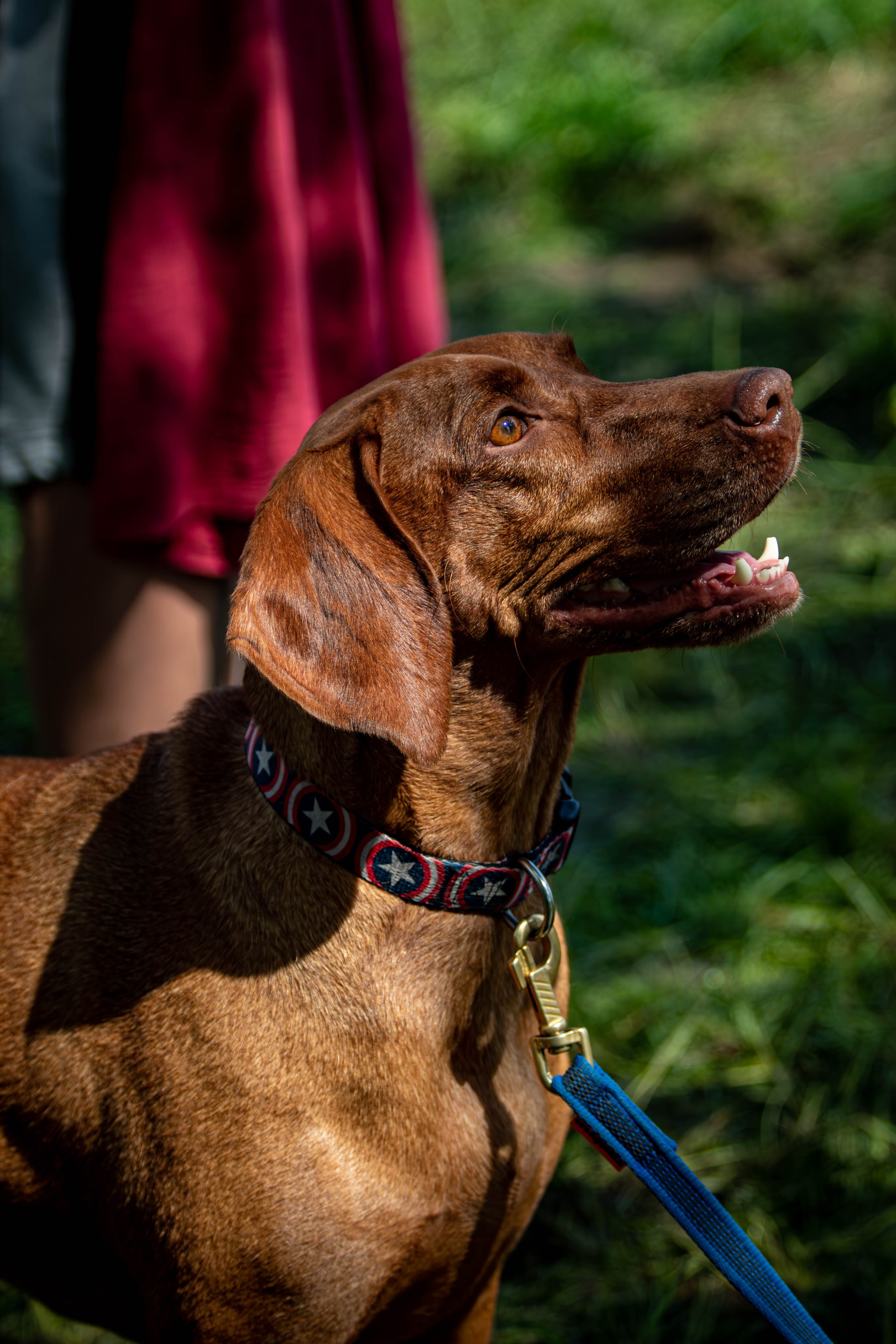 Хвостатый Драйв 2024. Фотограф анималист — Тула, Москва