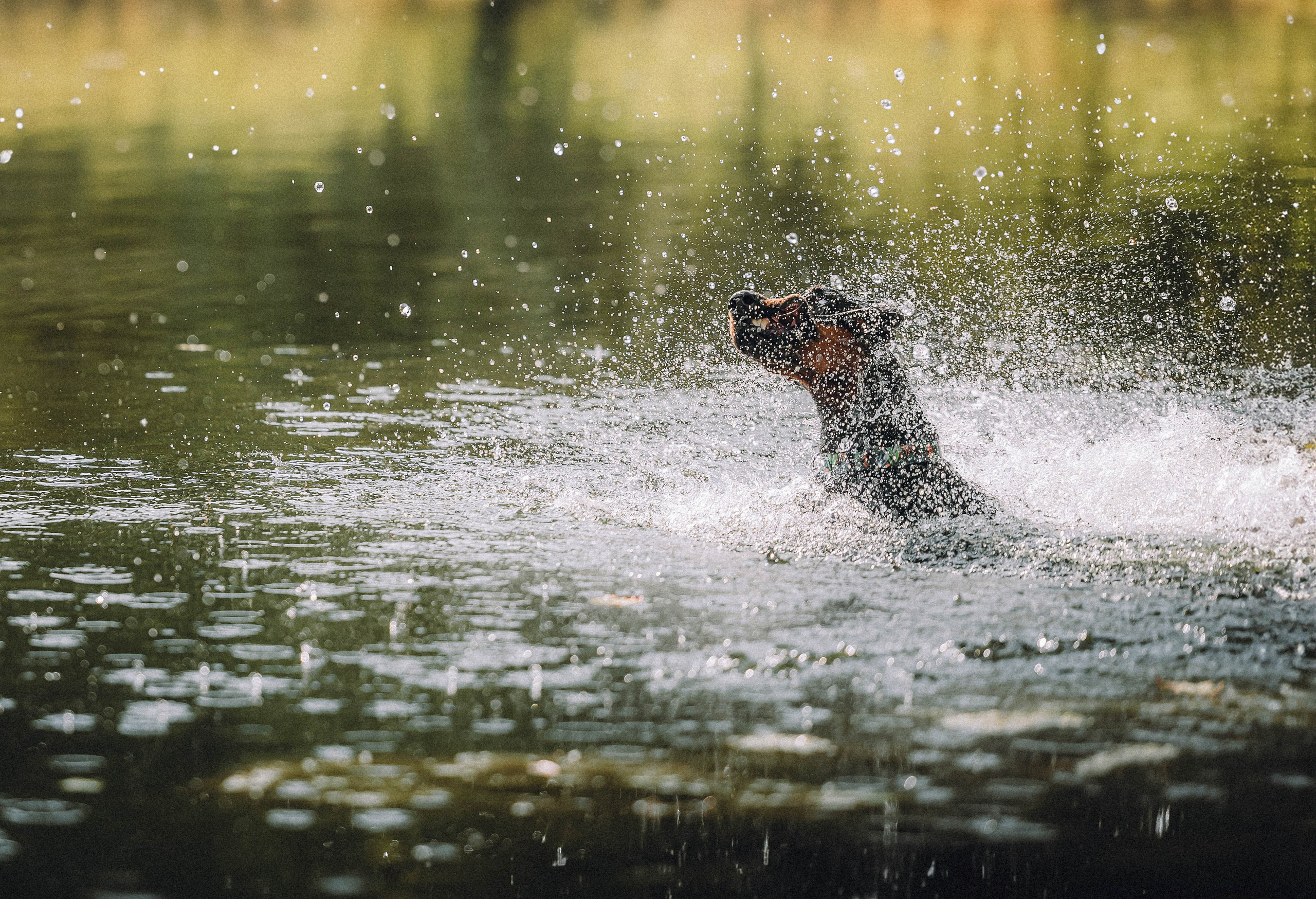 Паша и Хайди
