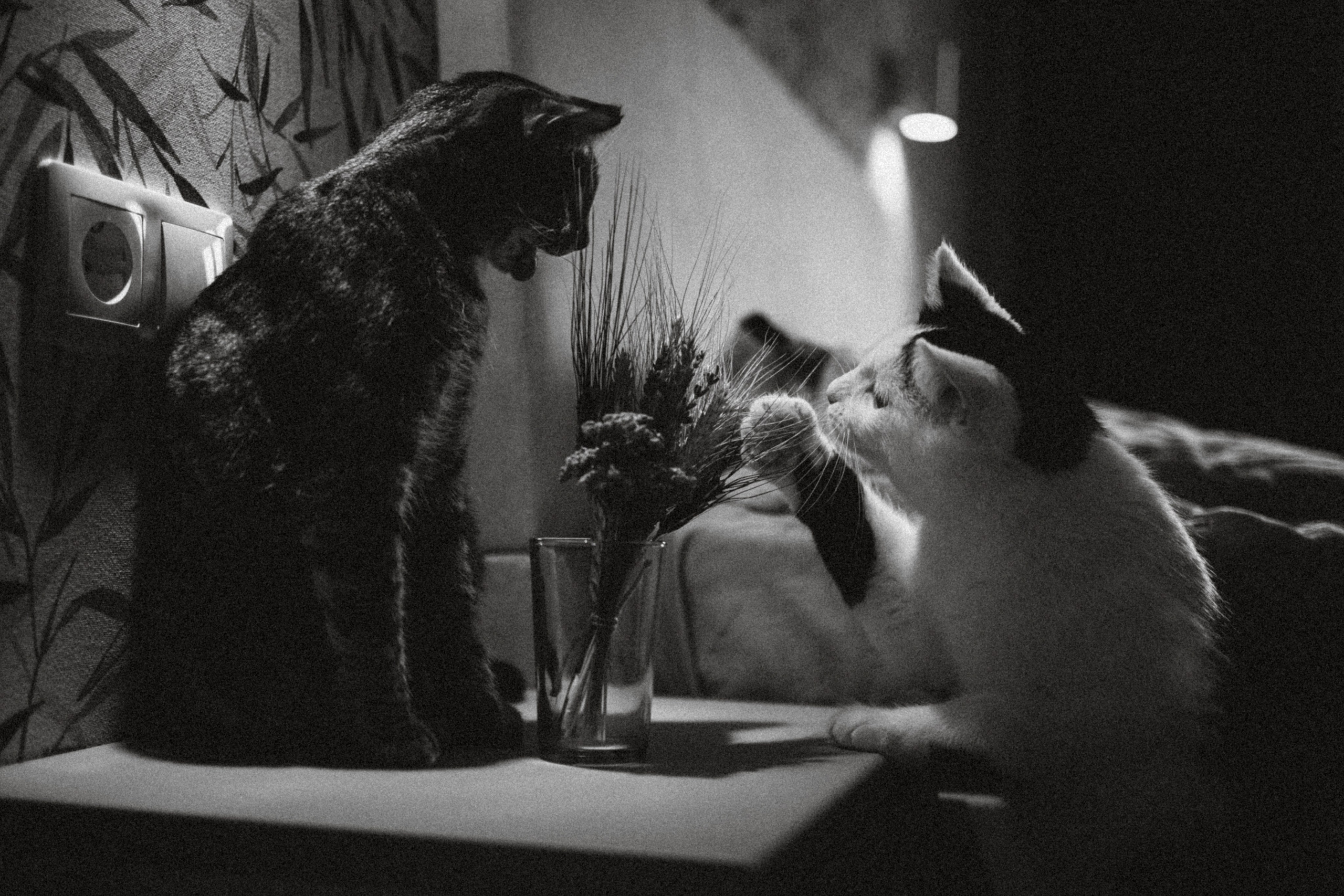 Рыся, Кепа и их семья