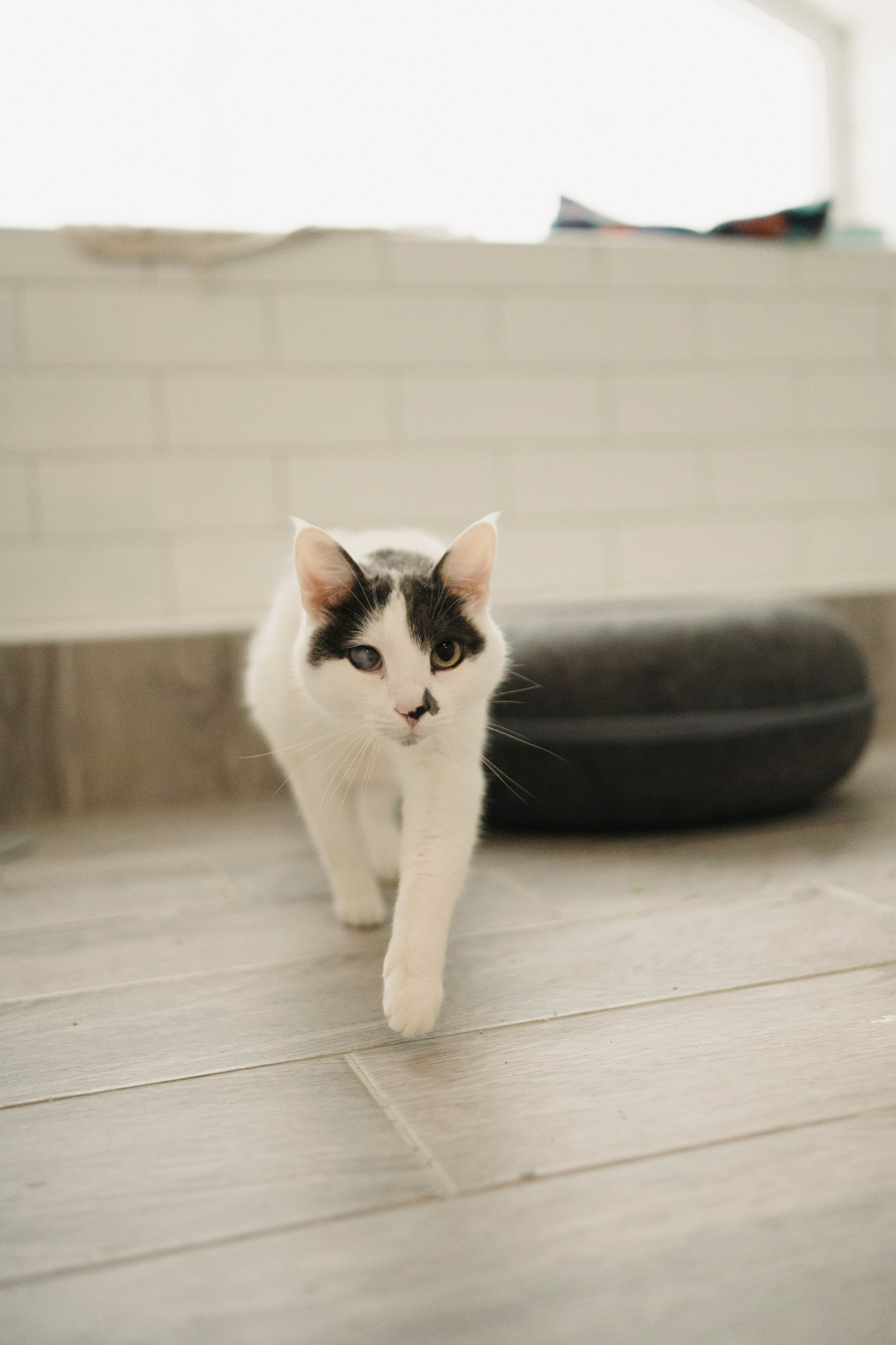 Зоогостиница Мишка. Фотограф- анималист Александра Матвеева