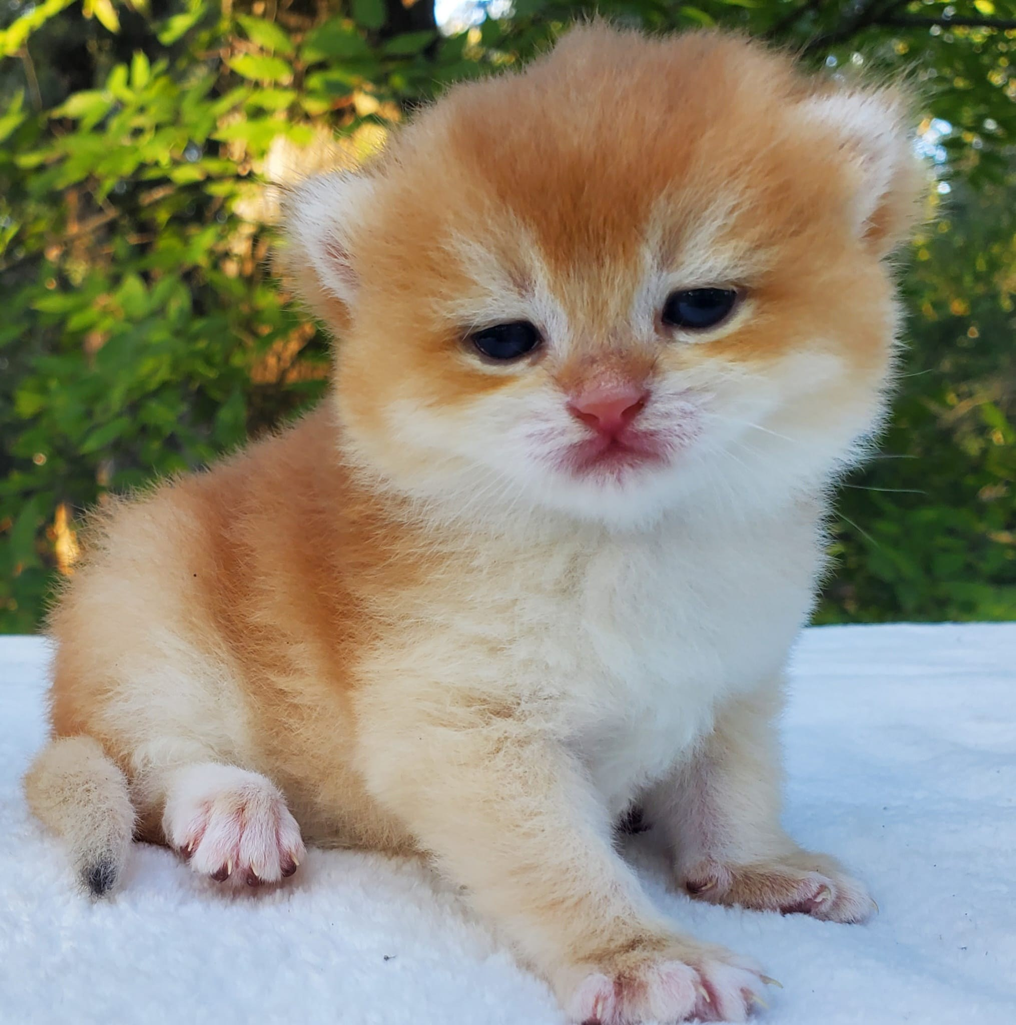 Archie, DB-08.21.25, male, reserved. British shorhair Cats