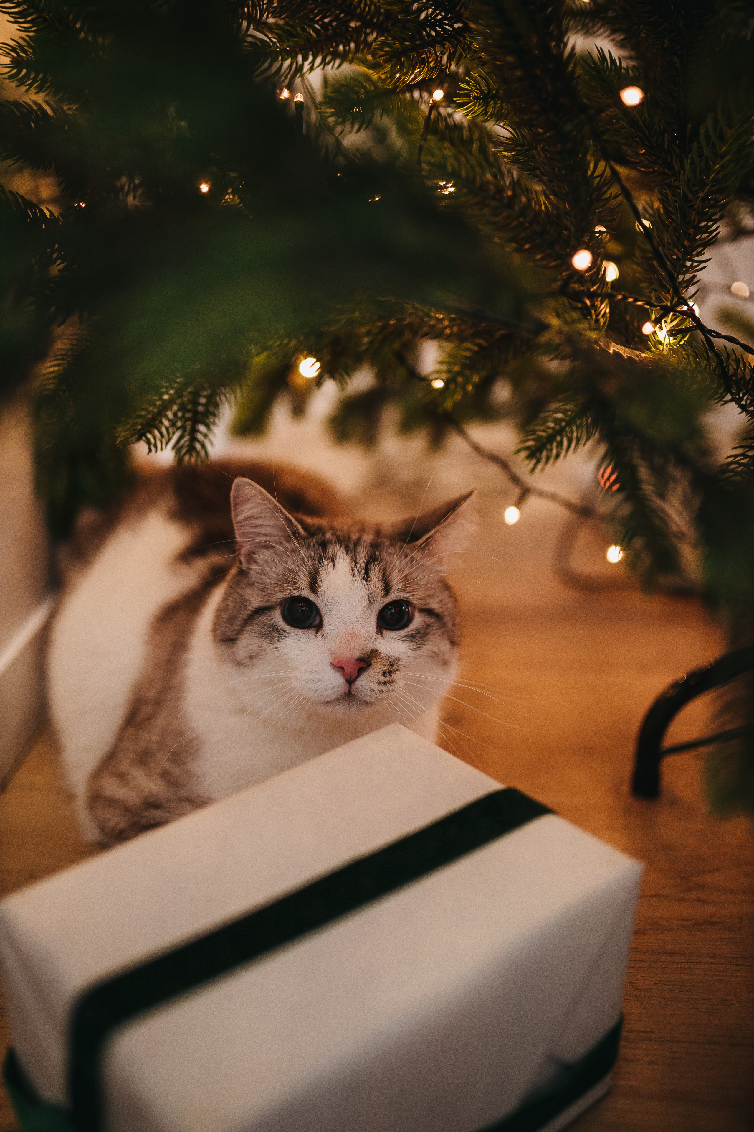 Элла и Саша. Фотограф в Санкт-Петербурге Ромаданова Варвара