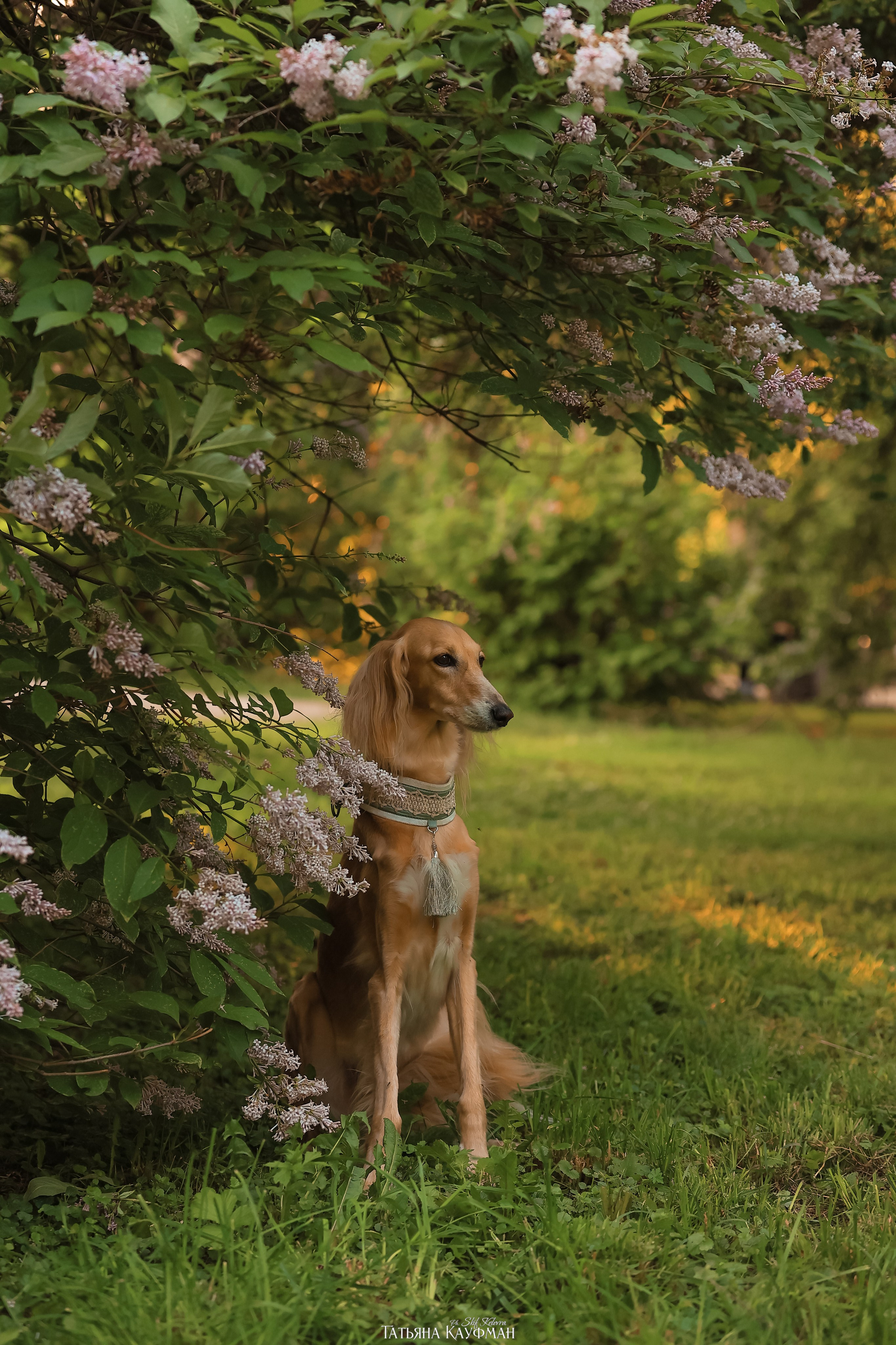 Салюки, фотография салюки, собака в цветах, красивая собака, фотограф анималист, фотокурс Анималистика, научиться фотографировать собак
