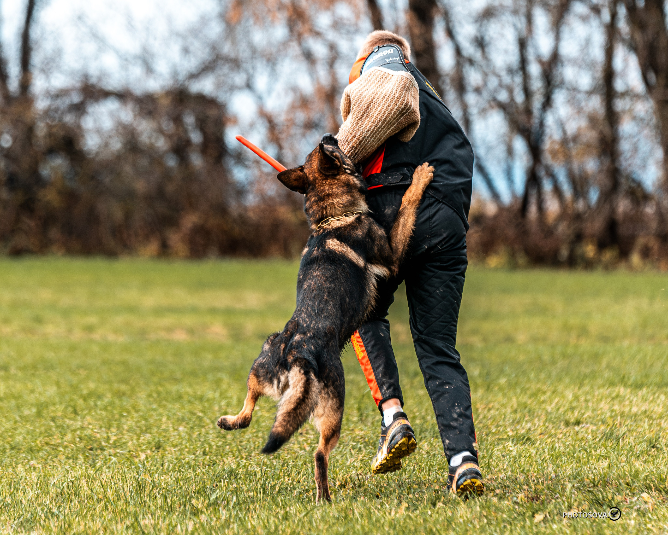 МЫ — КОМАНДА (соревнования) OKD, BH, IBGH, IGP. Фотограф-анималист, семейный фотограф в Москве и Подмосковье. Фотосъёмка кинологических дисциплин