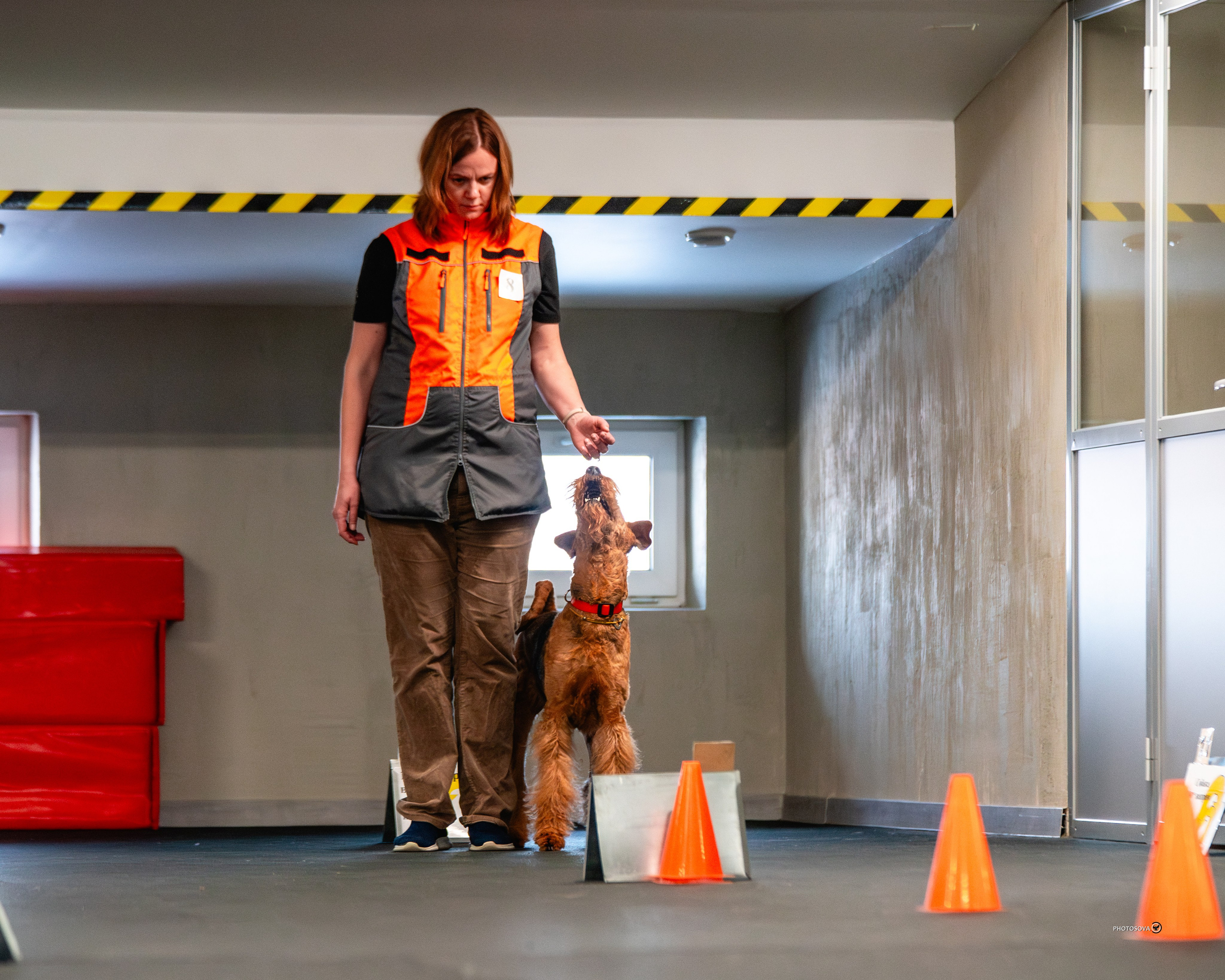 ТЫ И Я (соревнования по ралли-обидиенс). Фотограф-анималист, семейный фотограф в Москве и Подмосковье. Фотосъёмка кинологических дисциплин