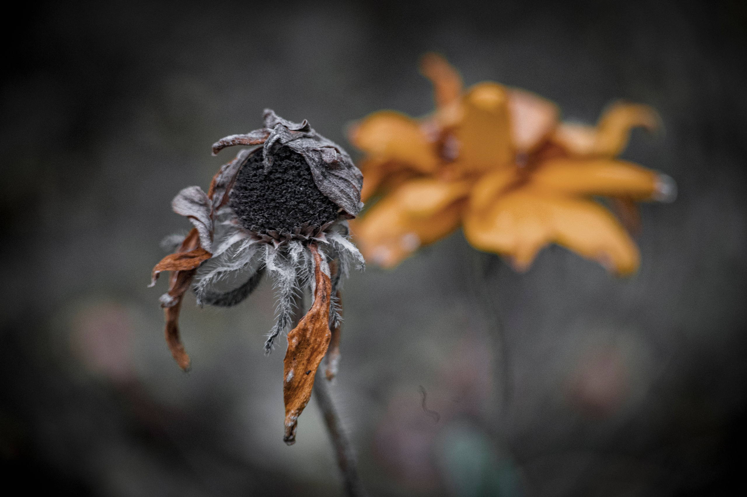 Осенние цветы. Фотограф Роман Адлер