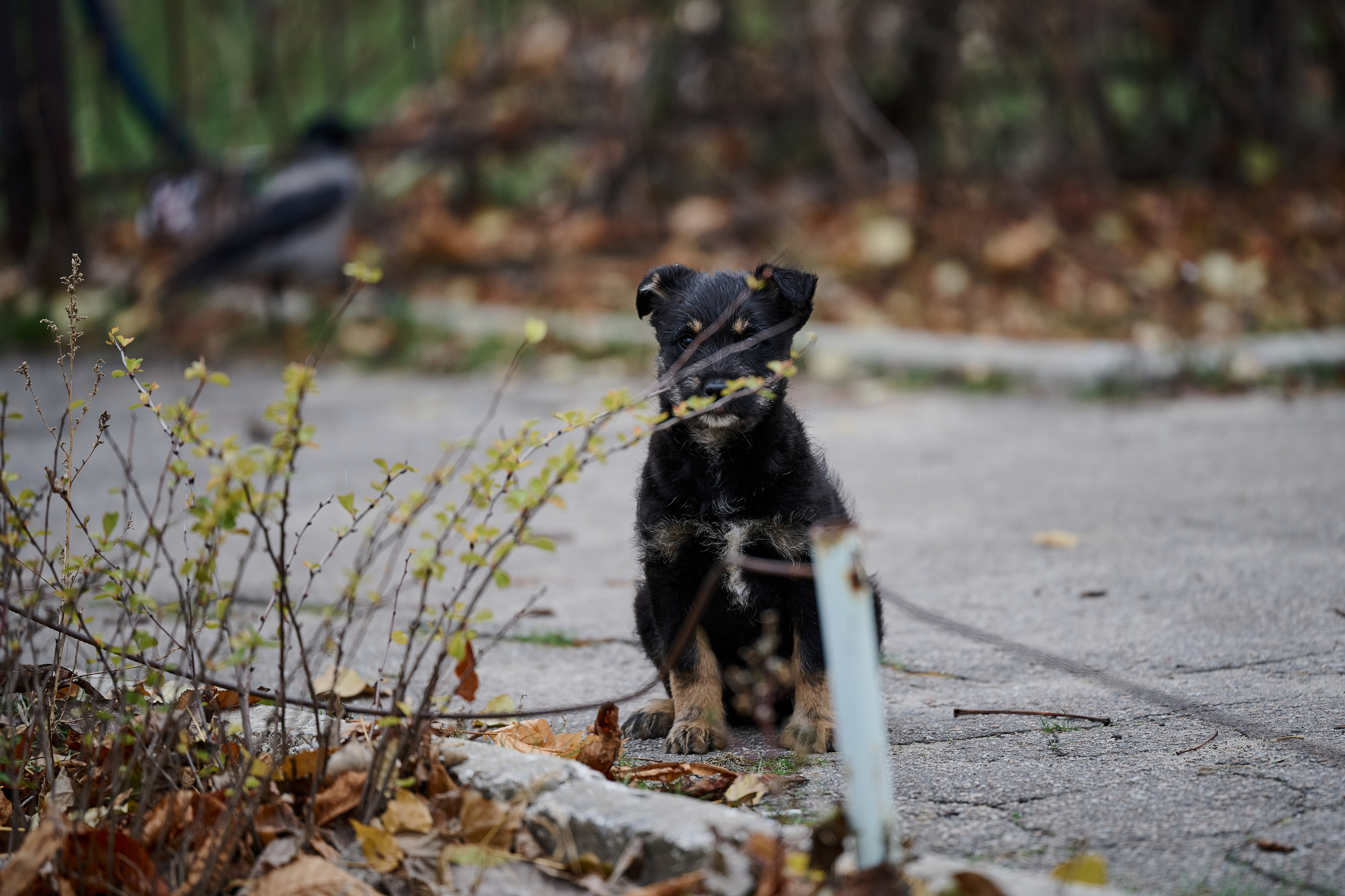 Рубежное. Ноябрь 2024. Фотограф Роман Адлер