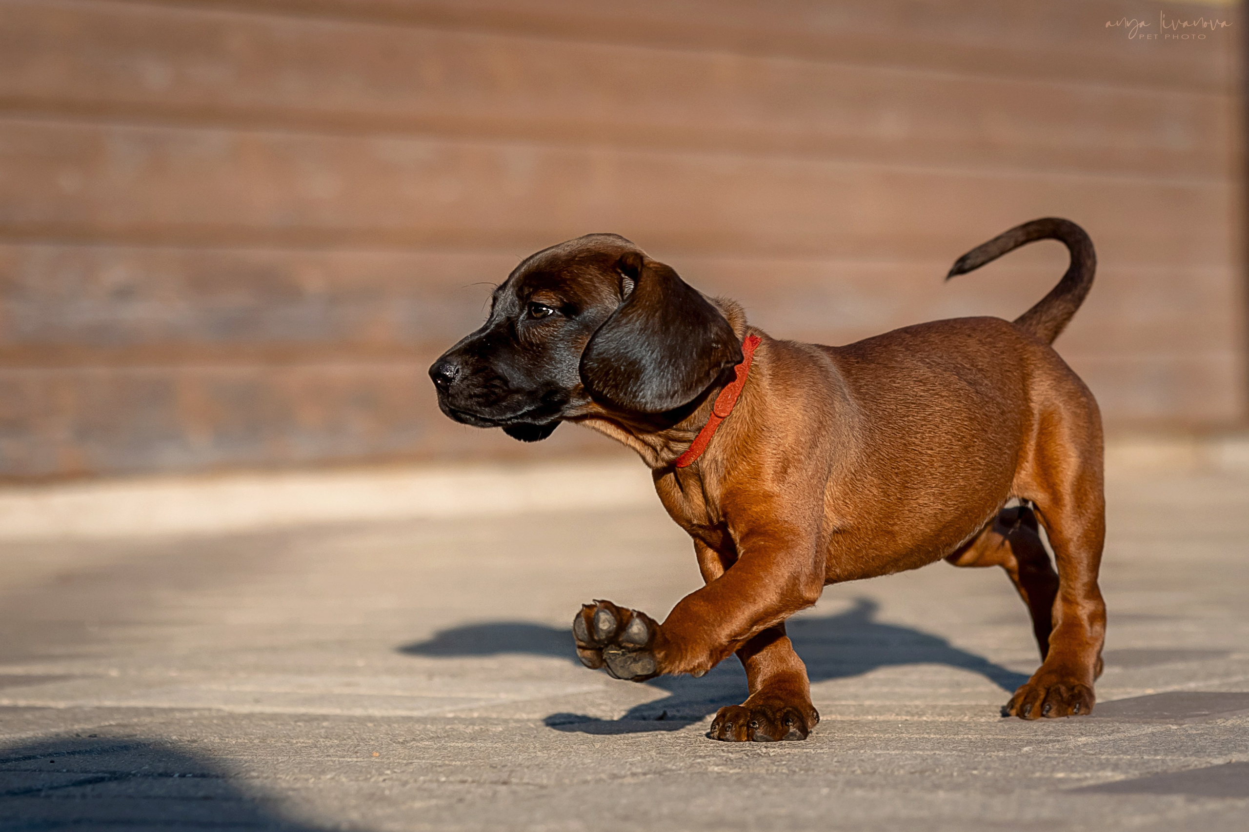 Баварцы. Фотограф анималист Аня Ливанова | Рыбинск
