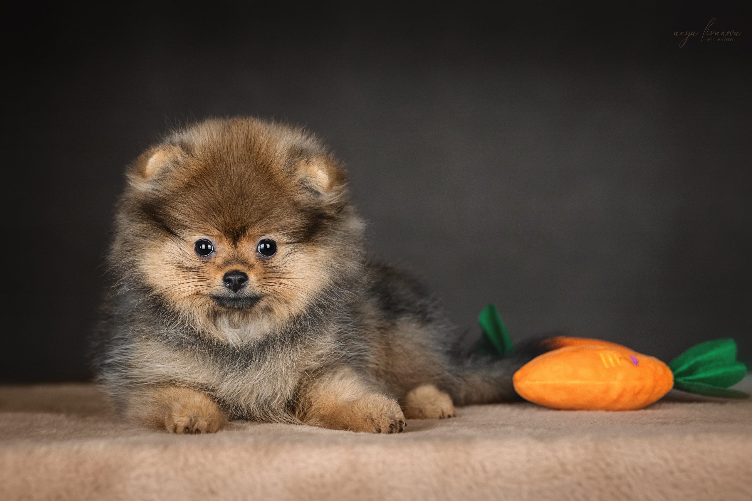 Шпицулики. Фотограф анималист Аня Ливанова | Рыбинск