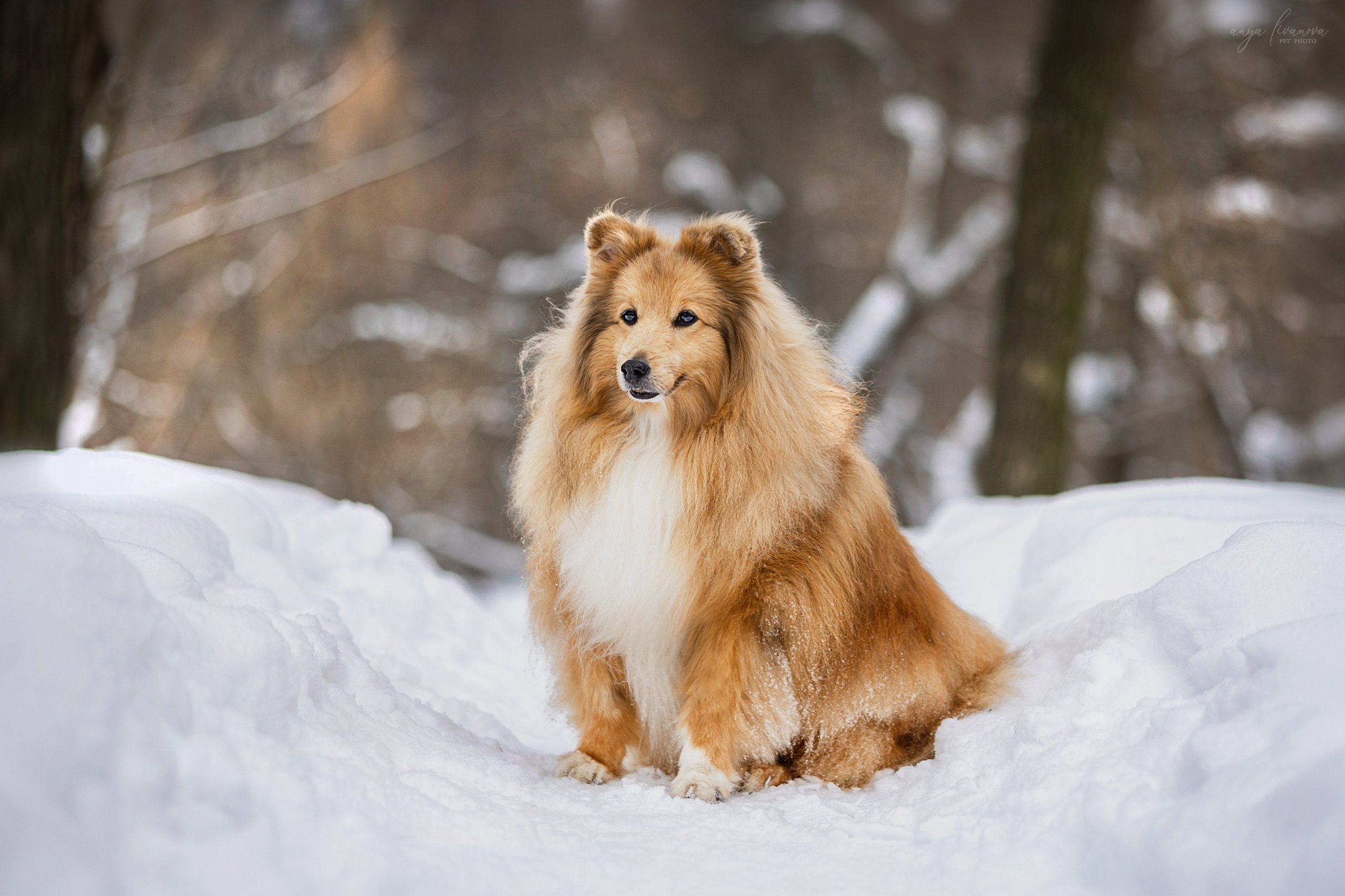 Скиф. Фотограф анималист Аня Ливанова | Рыбинск