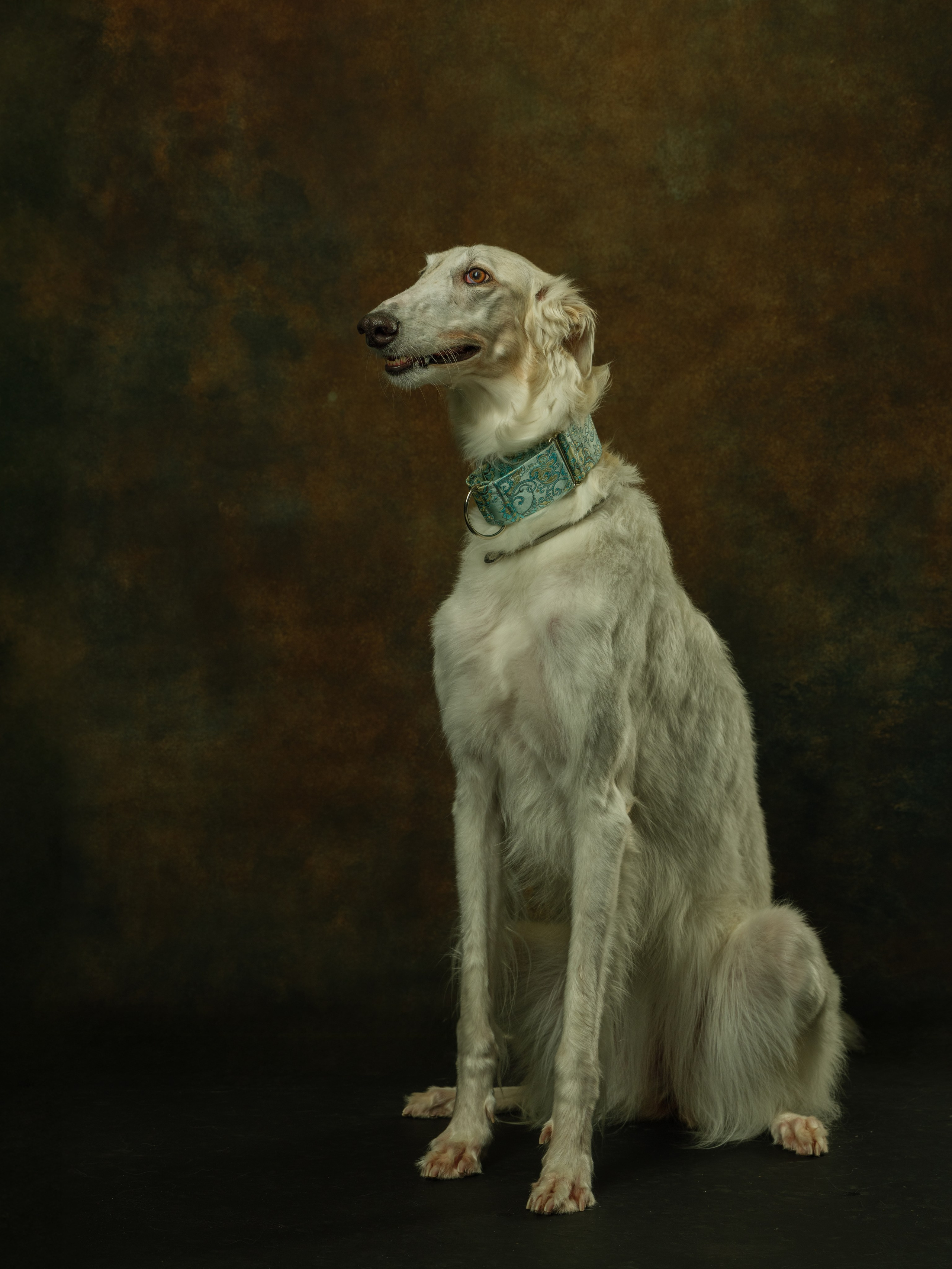 Портреты животных. Арт-фотограф Михаил Danko, г. Новосибирск