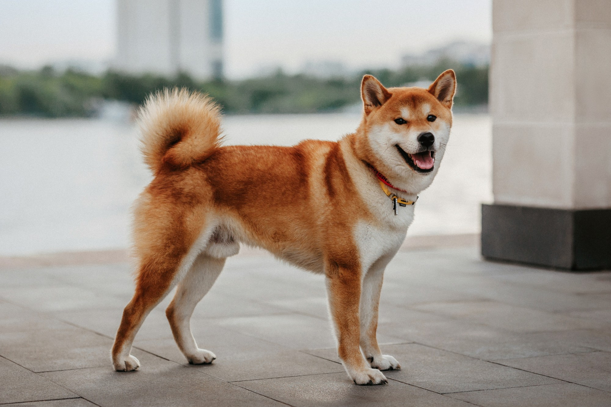 Аня, Влад и Ики. Фотограф-анималист Елена Радченко, Москва