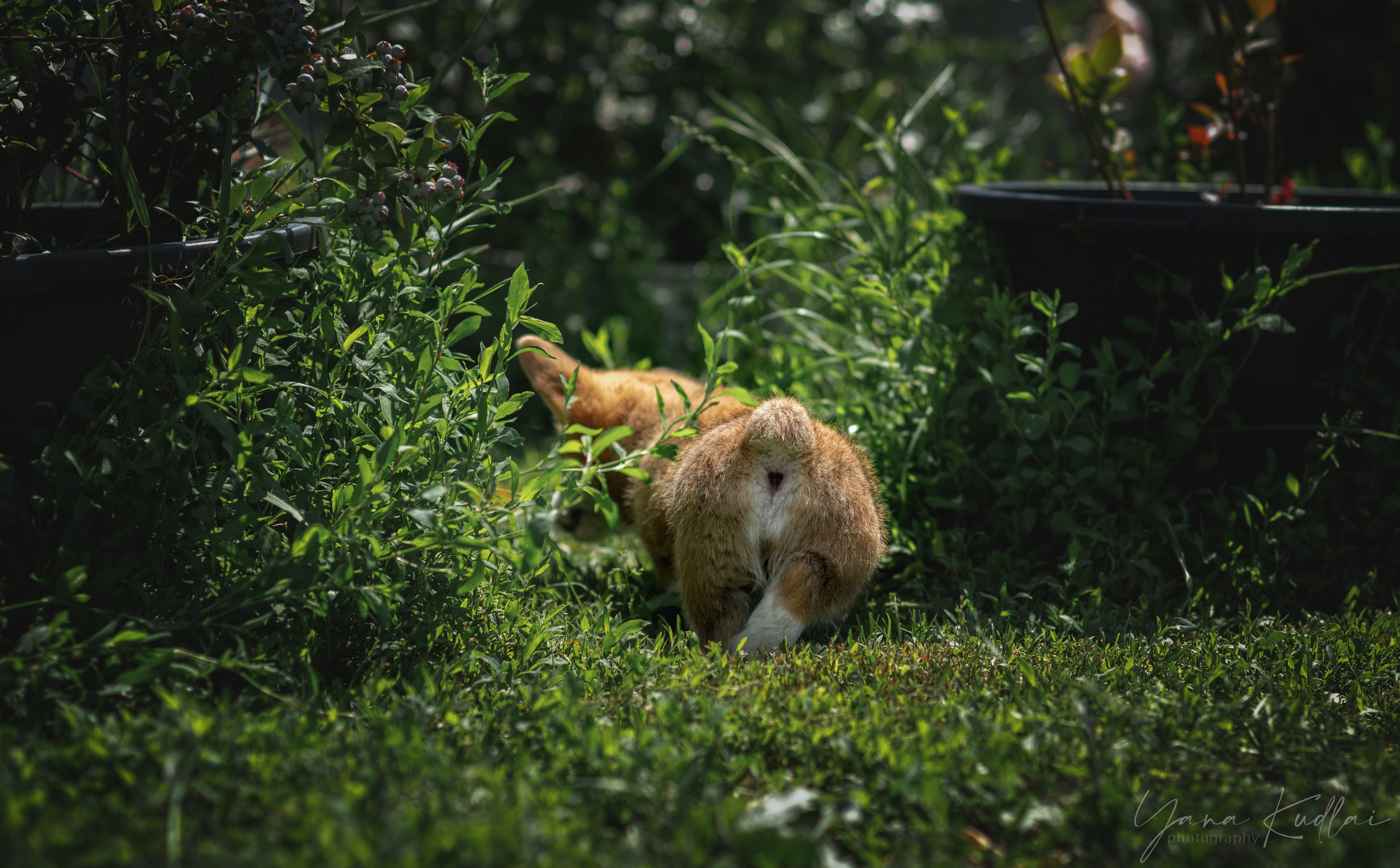 Малышарики корги). Фотограф анималист Ставрополь Яна Кудлай