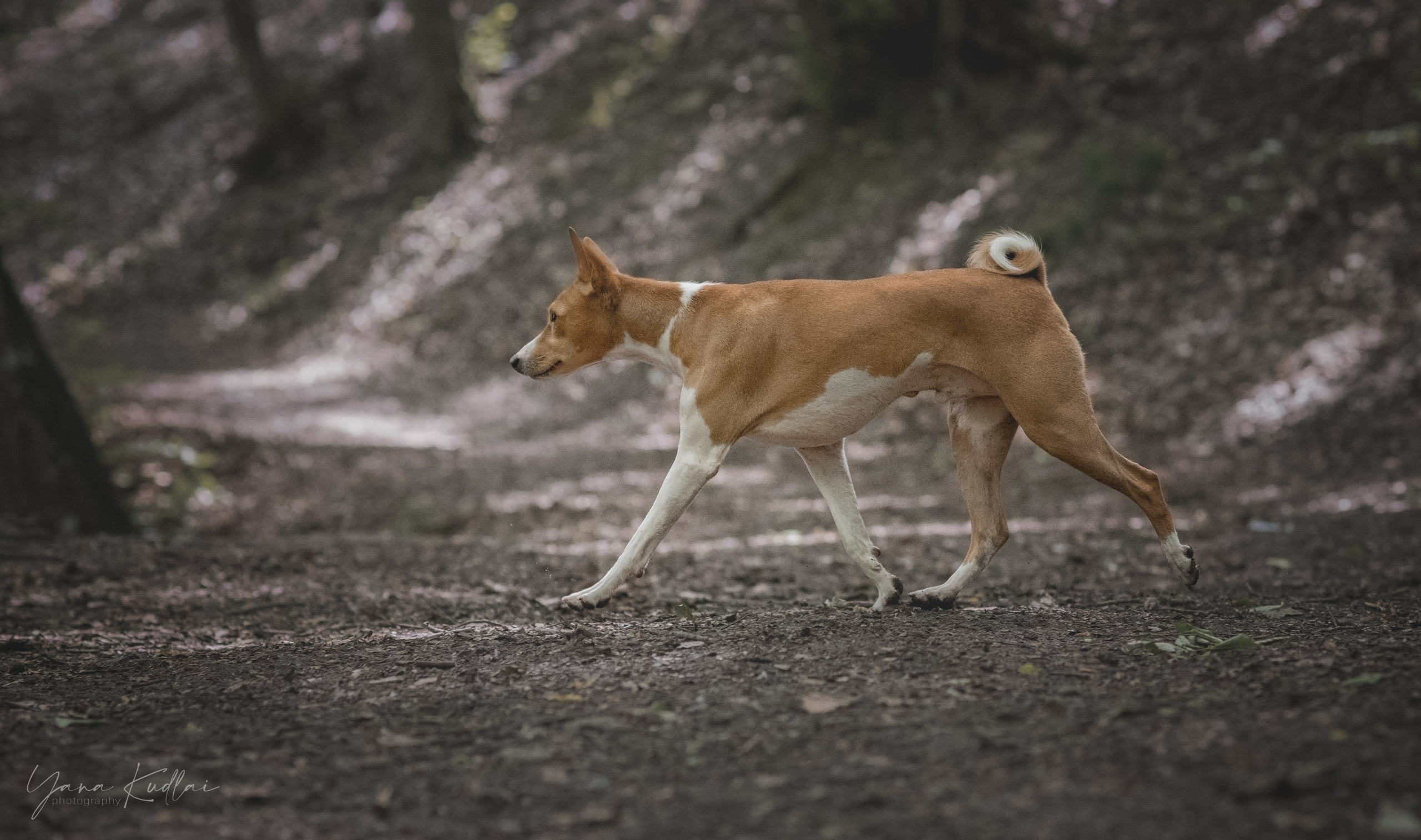 Два неугомонных бассенджи — Ива и Икс. Фотограф анималист Ставрополь Яна Кудлай