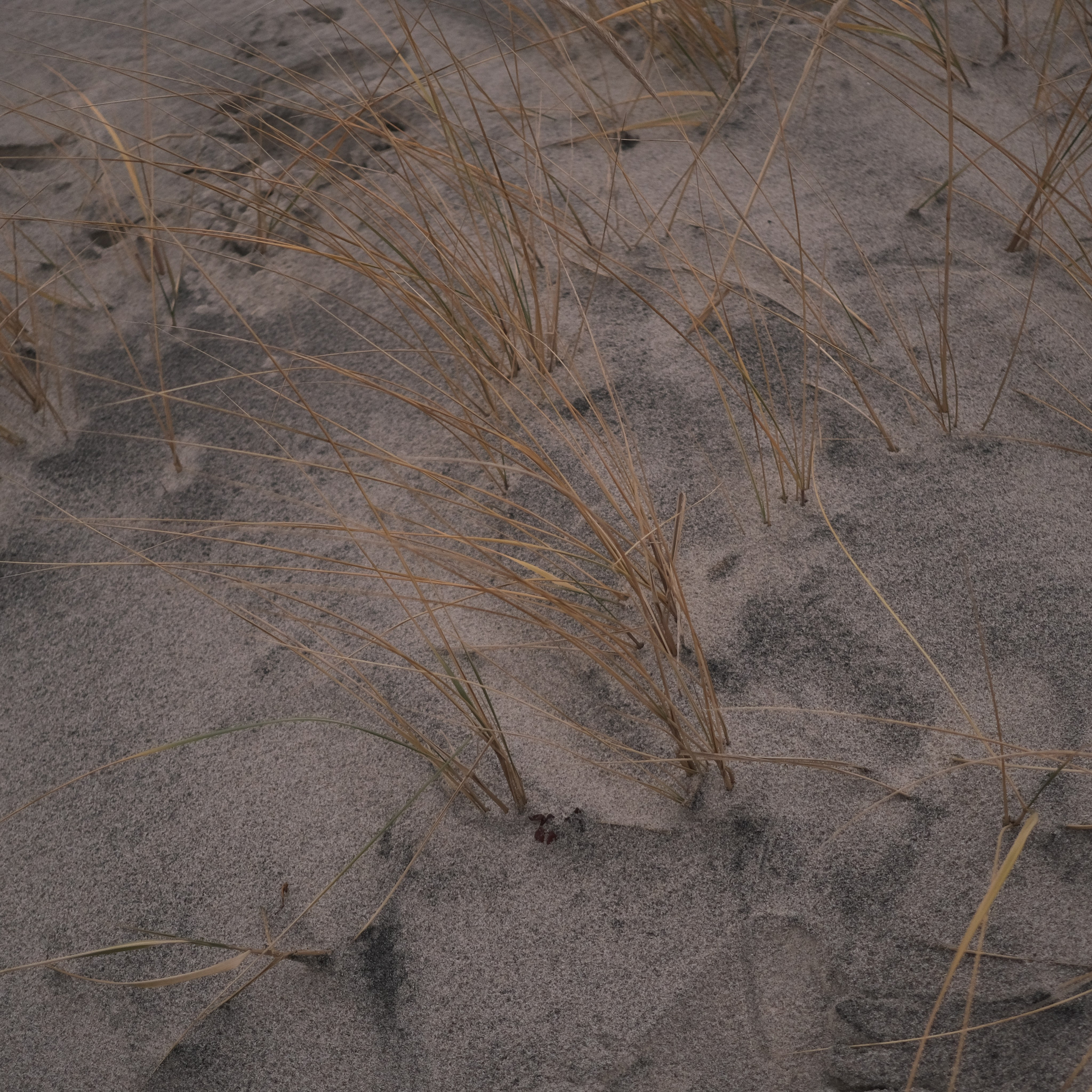 Калининград. LIYALEE PHOTO