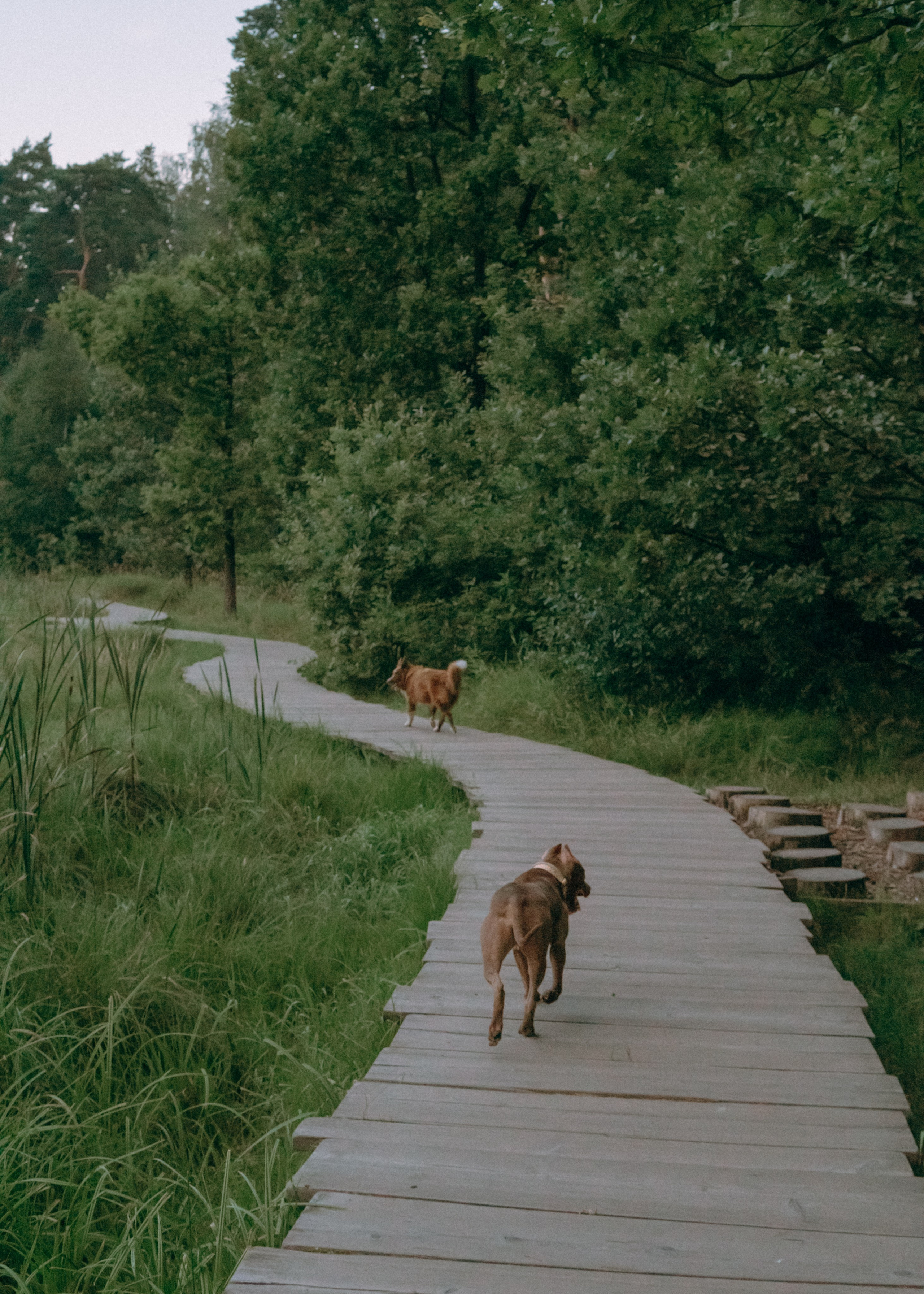 Виолетта, Лила и Питер. Фотограф-анималист Ксения Воробьева, Москва