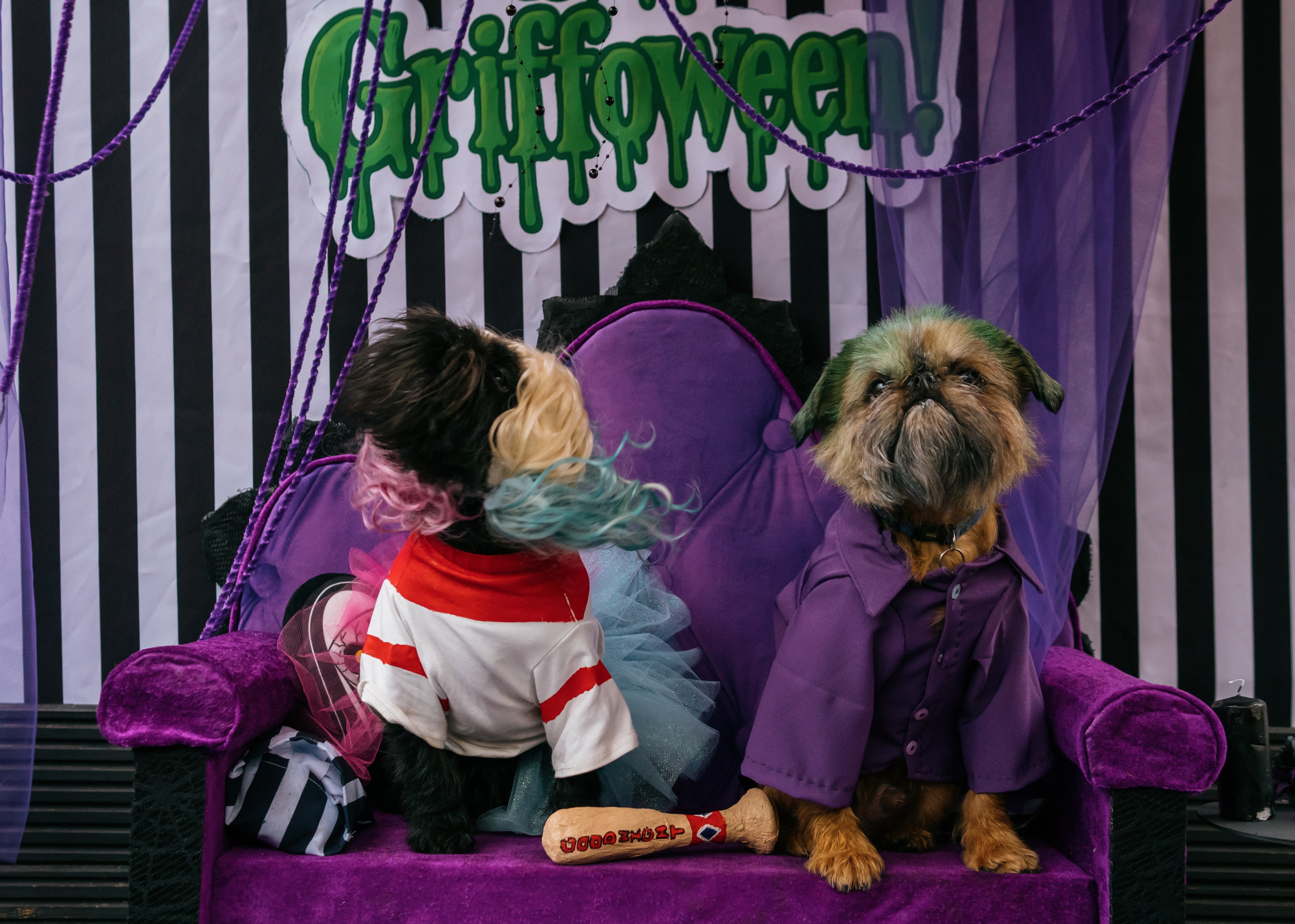 Тематическая встреча породников «Griffween». Фотограф-анималист Ксения Воробьева, Москва