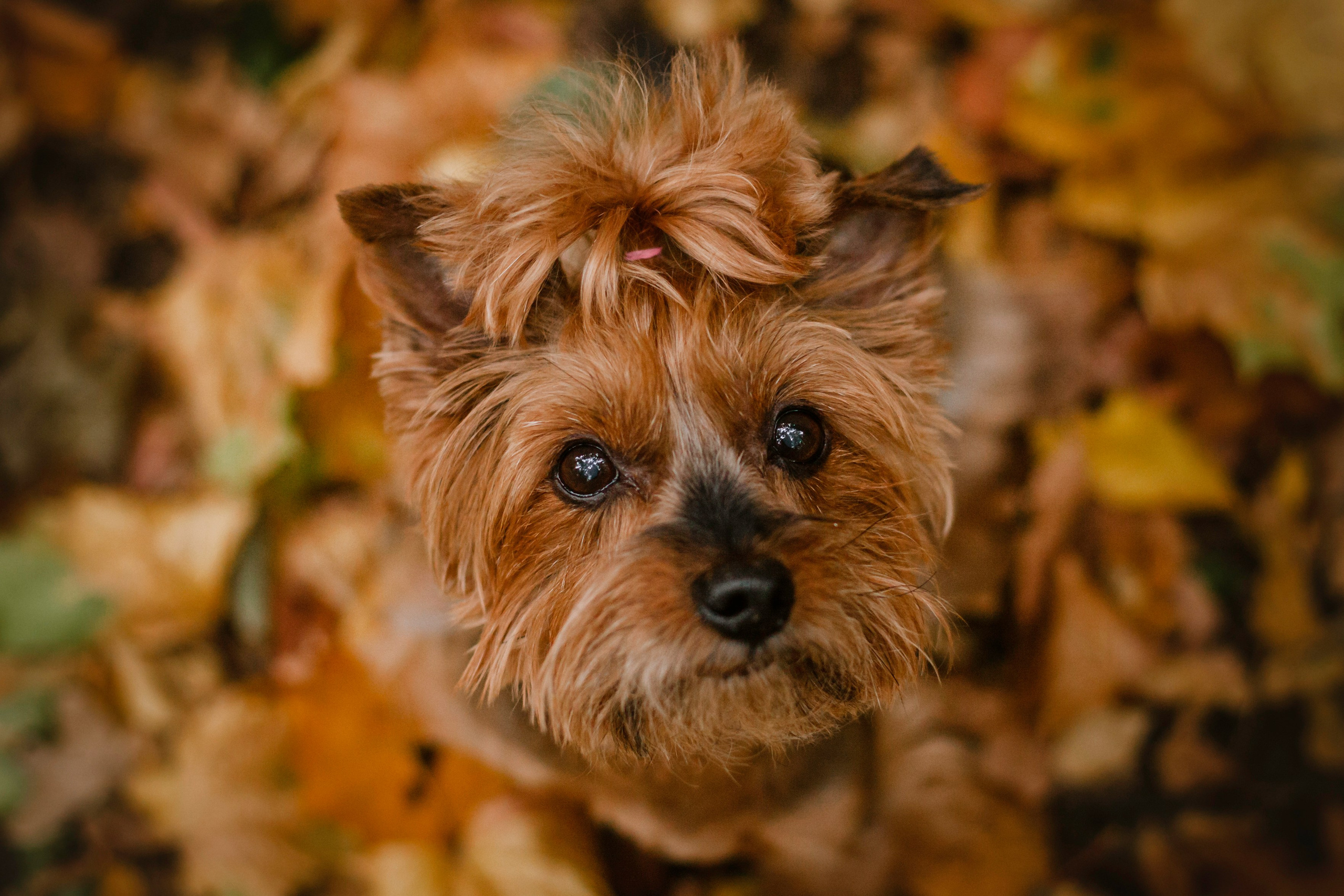 Катя и Моня. Фотограф-анималист Татьяна Степанова