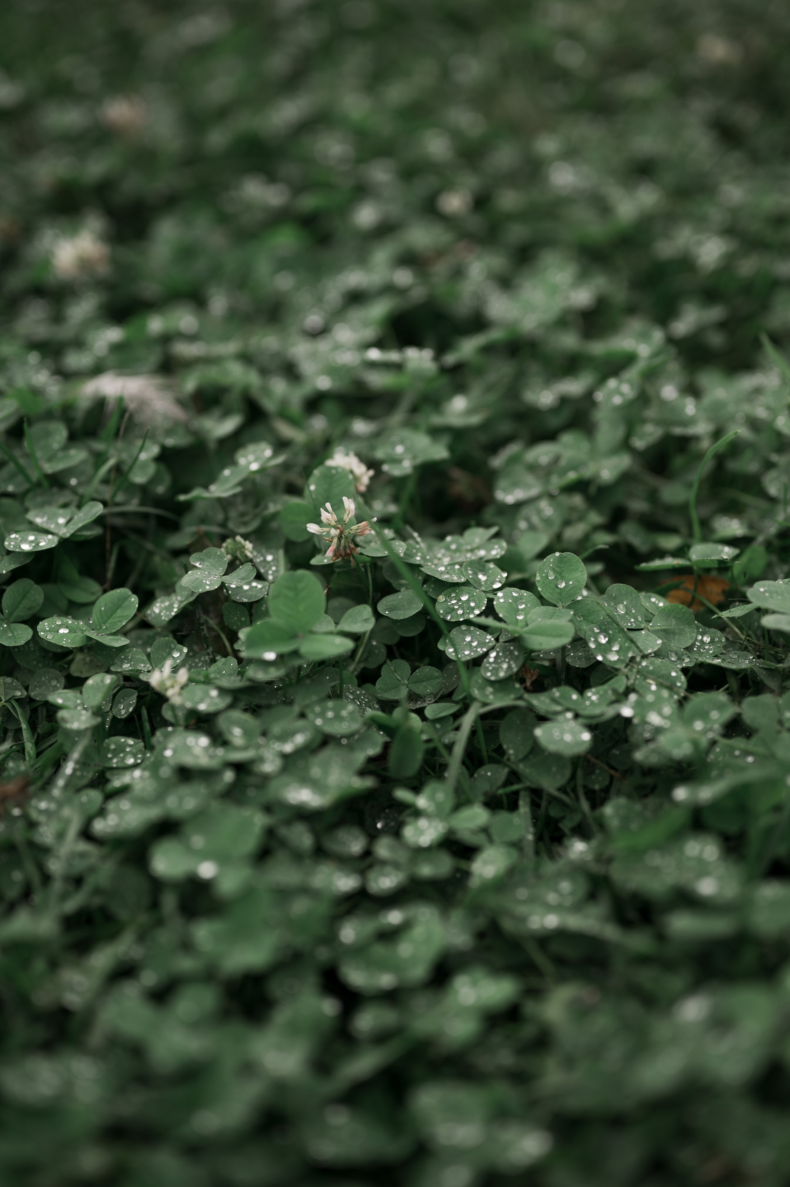 Стефан и Ника / Елагин остров (Спб). Свадебный фотограф Йошкар-Ола Казань