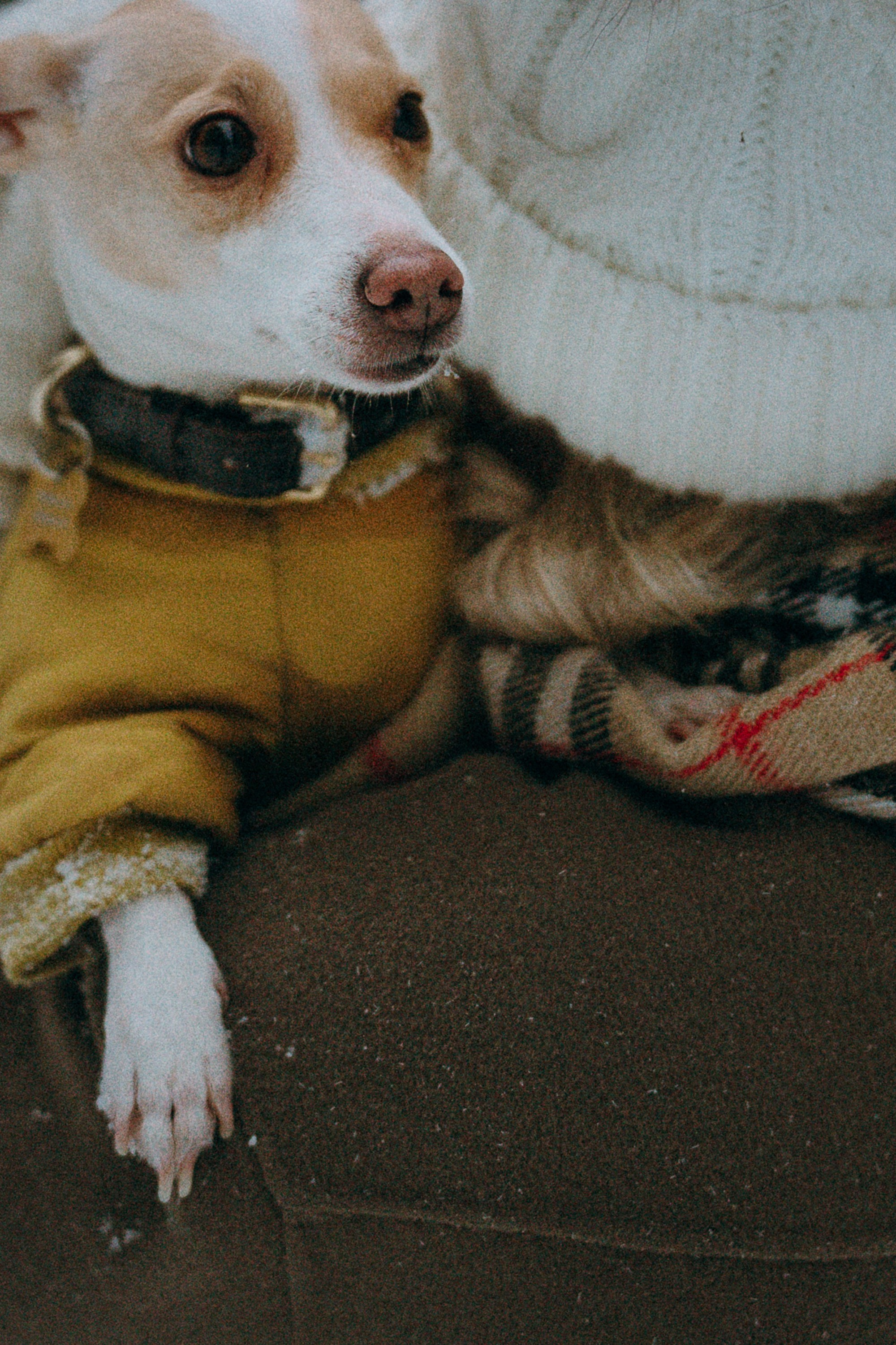 Алина, Ваниль и Элис. Фотограф анималист в Москве и Санкт-Петербурге Свиридова Анна