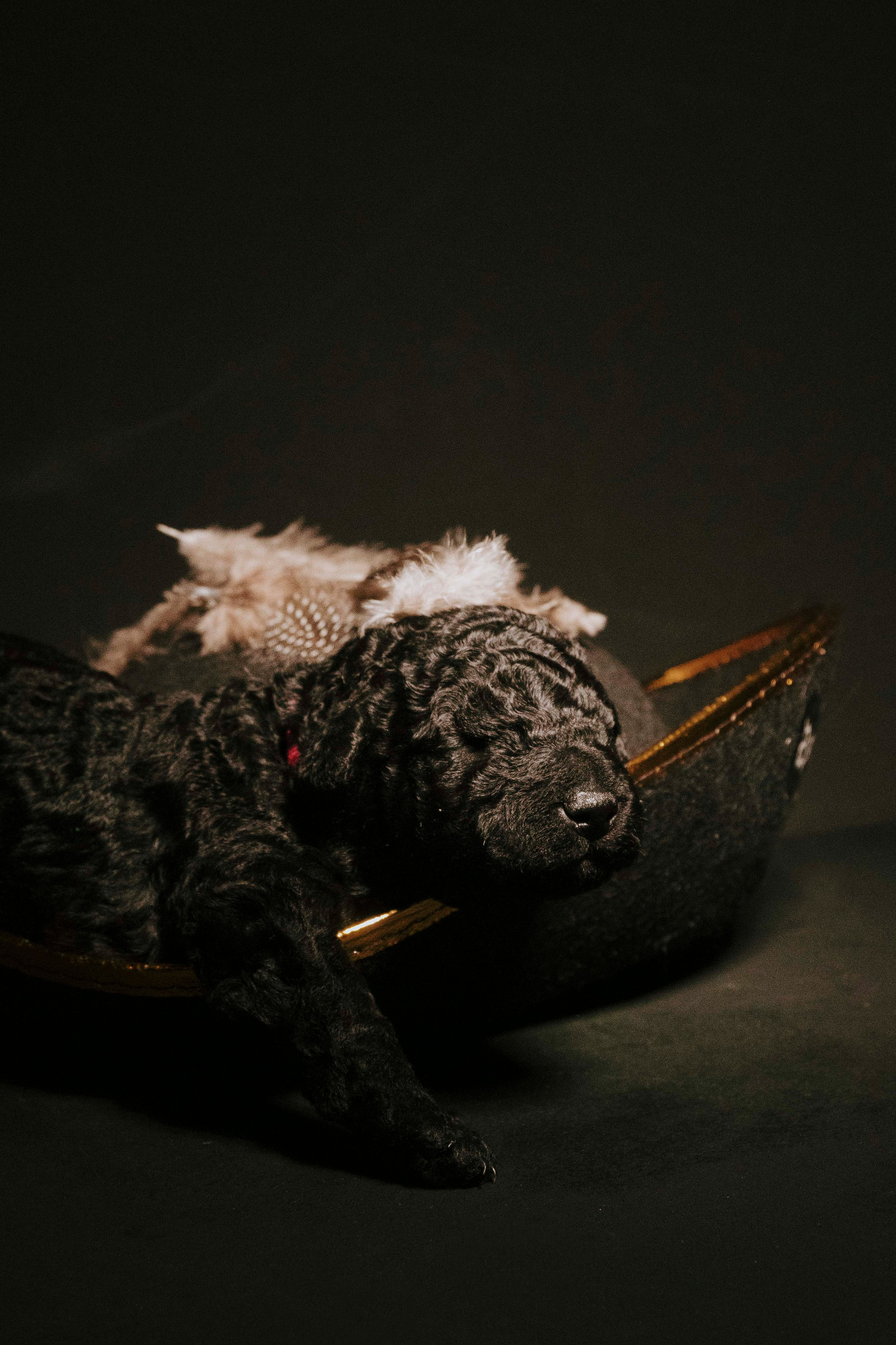 Испанские водяные. Фотограф- анималист Александра Матвеева