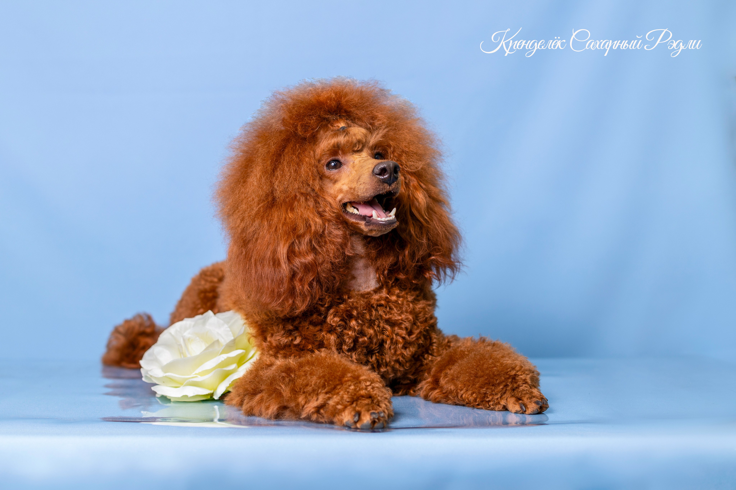 Кренделек сахарный Редли. Фотограф 📸 семейный, предметный, репортажный