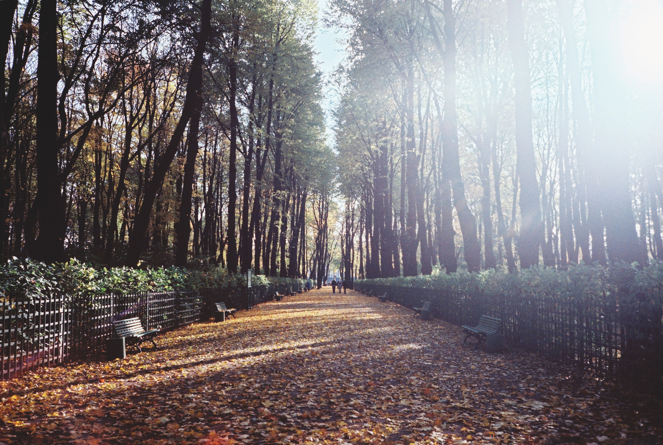 Фотографии цветные. Свадебный и семейный пленочный фотограф в Петербурге Истомина Ирина