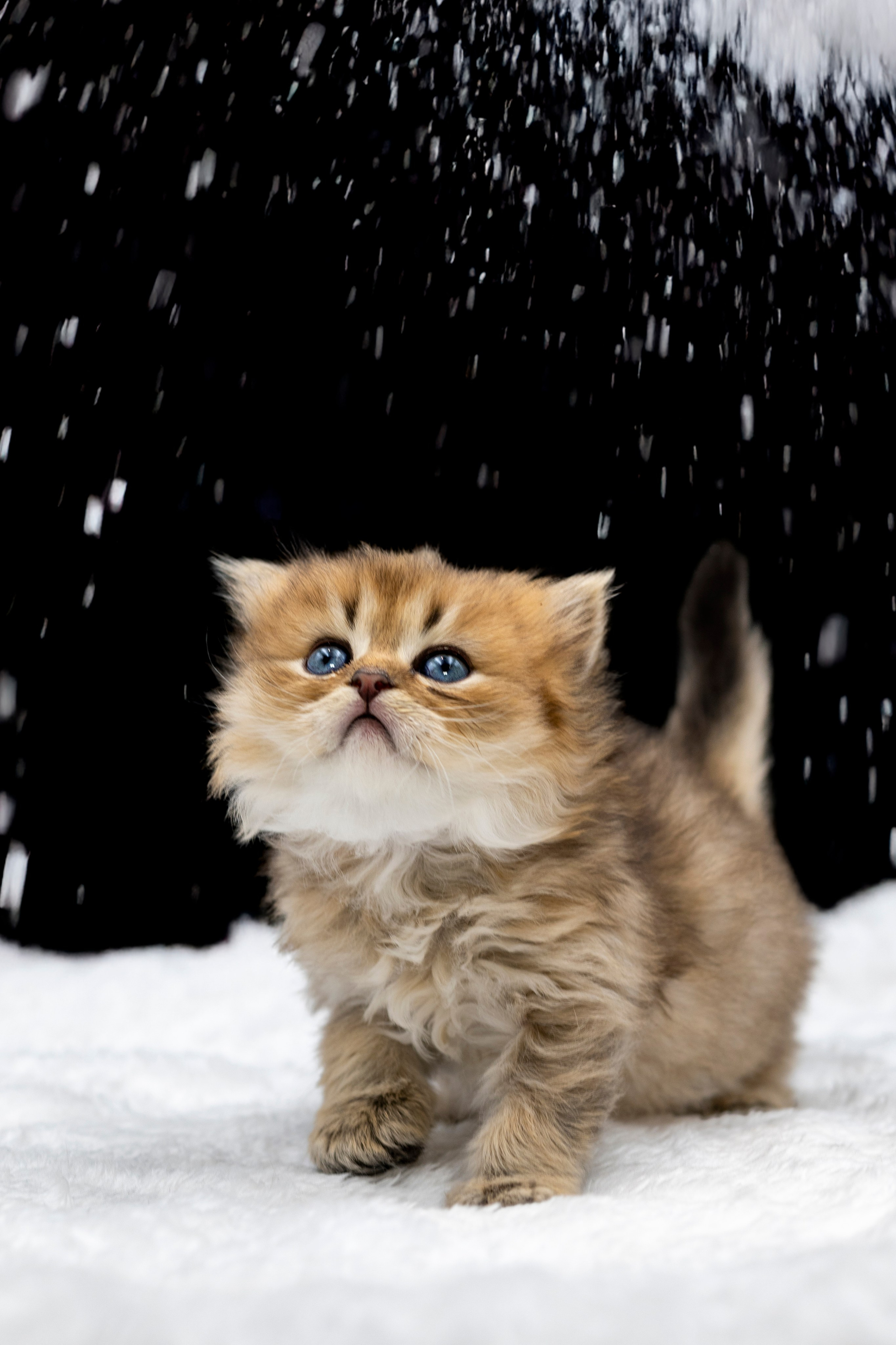 Фотограф анималист в Санкт-Петербурге Таша Крейв