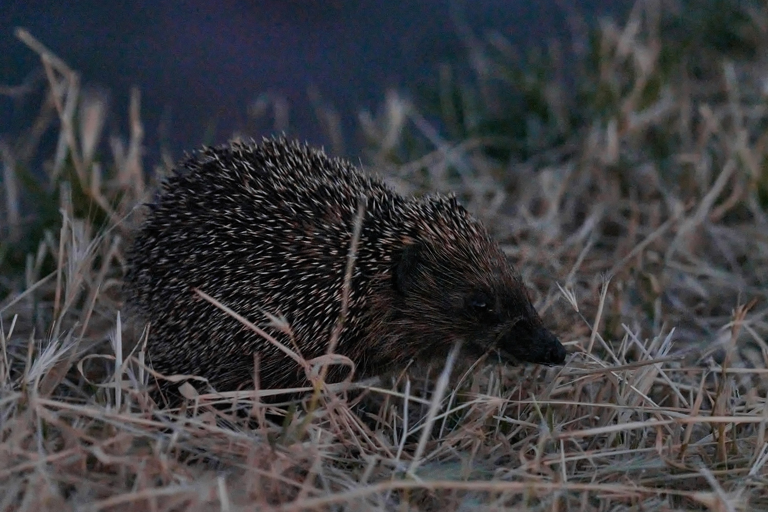 Ёжик, мыс Тонкий, Геленджик