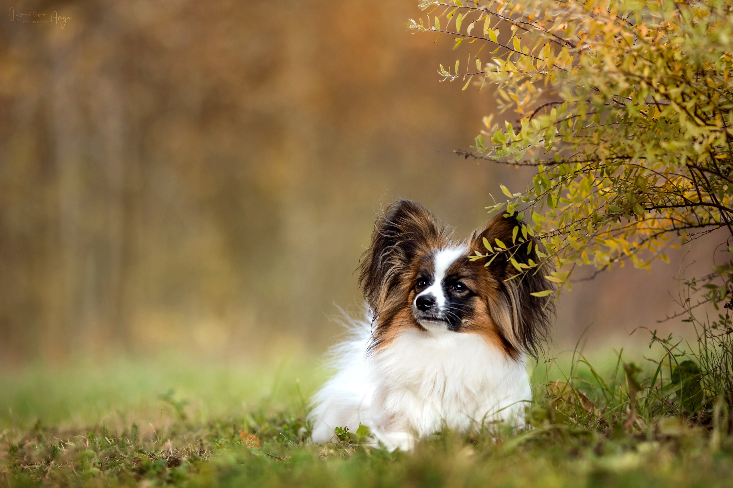 Хьюстон. Фотограф анималист Аня Ливанова | Рыбинск