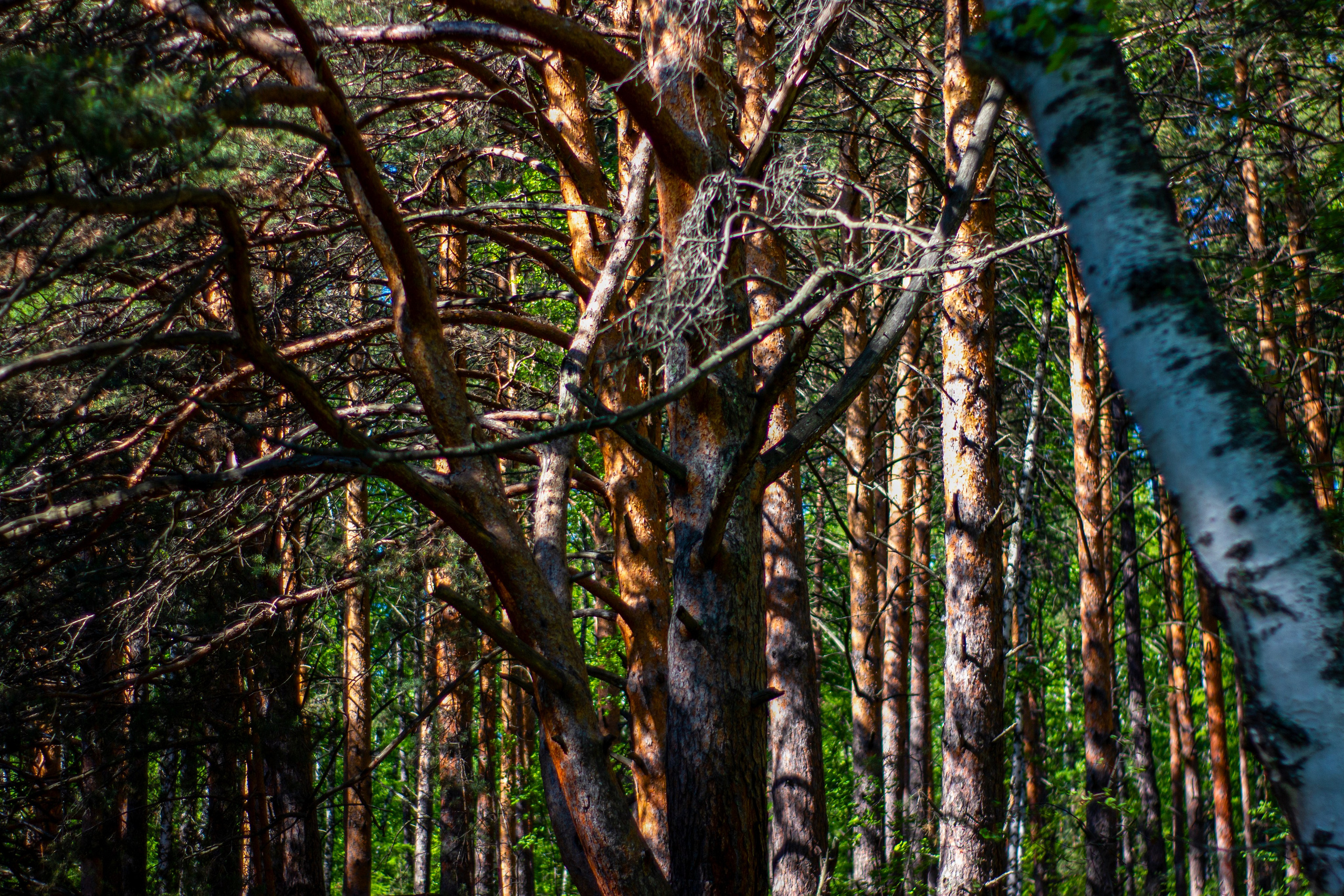 12.06.2024 | Красноярск. Kuznetsov | Фотограф в Красноярске