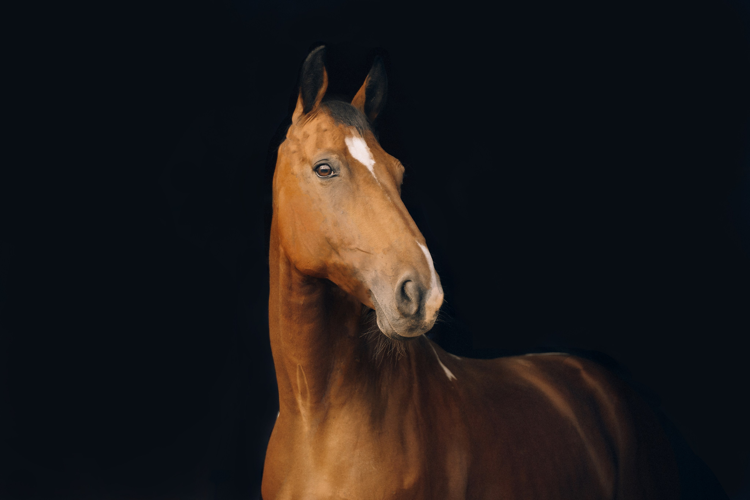 КСК Славино. Фотограф-анималист, портретный фотограф в Чебоксарах Мария Садыкова