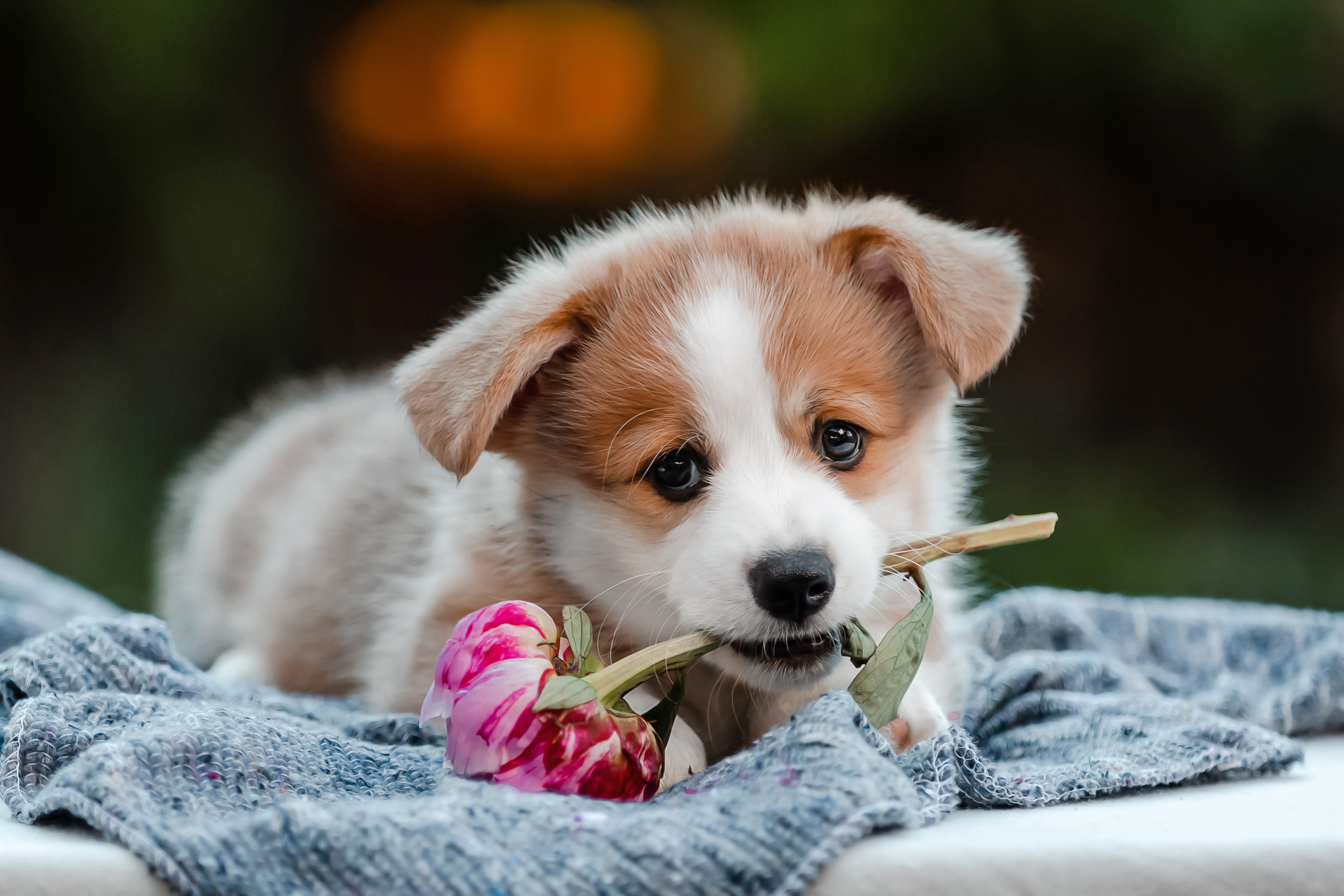 Щенки корги в корзинах и цветах. Фотограф-анималист в Краснодаре Маша Мельникова