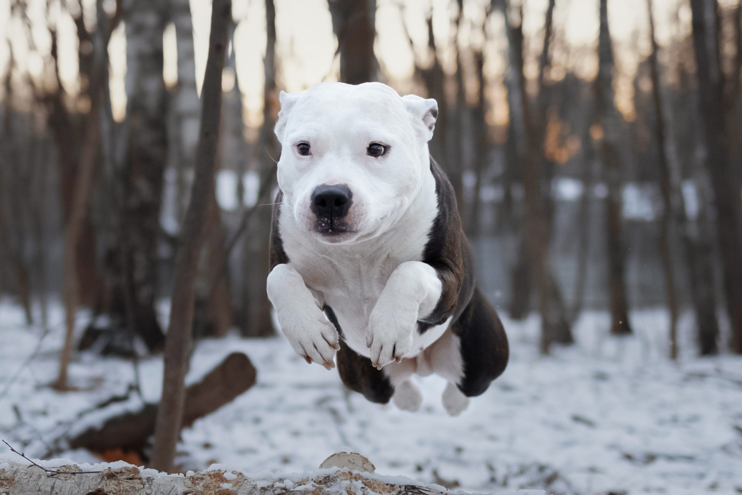 Арина и Спартак