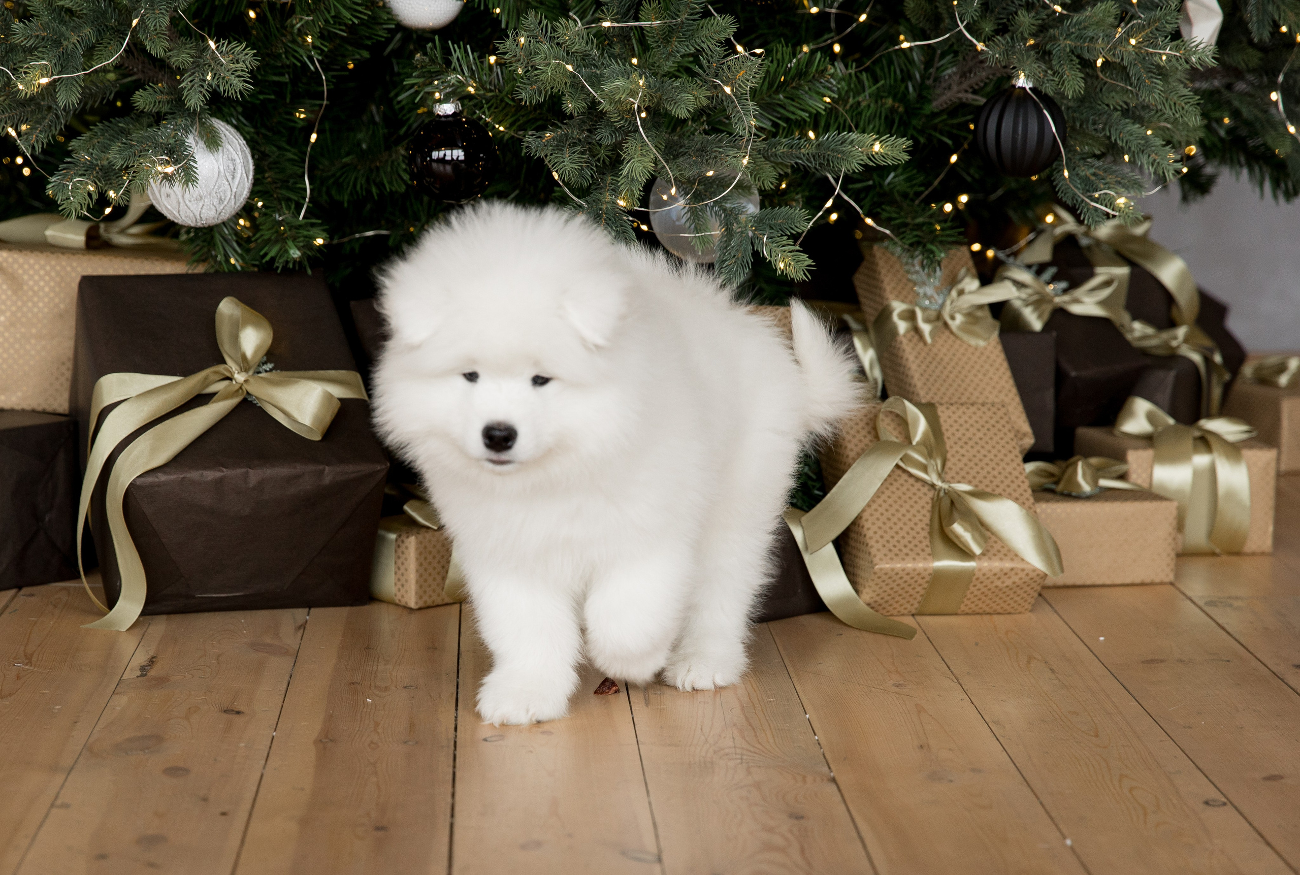 Помет «К» 17.09.2021 д. р. Самоед Новосибирск