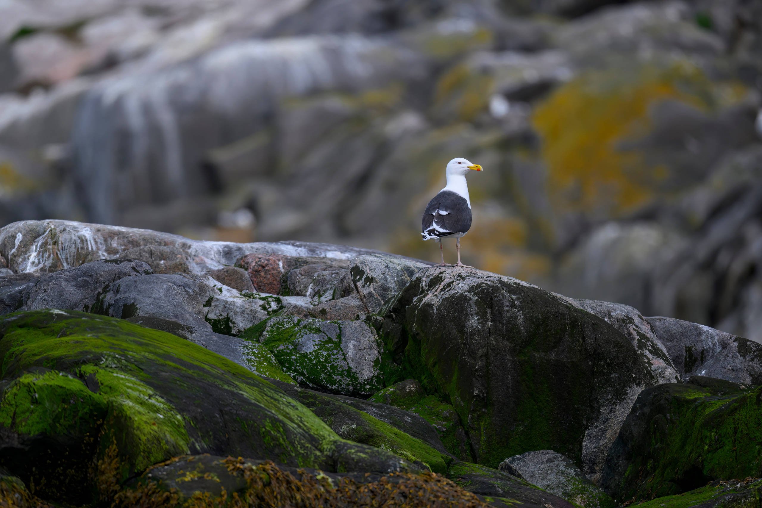 Мурманская область. Июнь 2024. Фотограф Сергей Пупонин