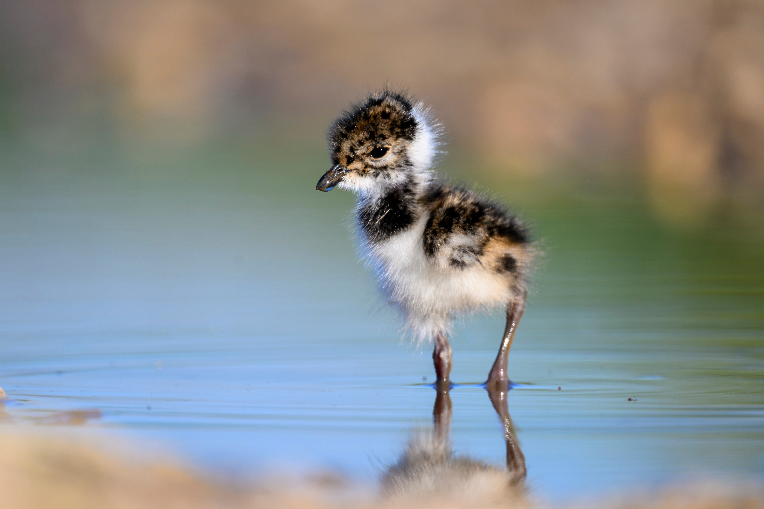 Чибисята. Wildlife photography by Sergey Puponin