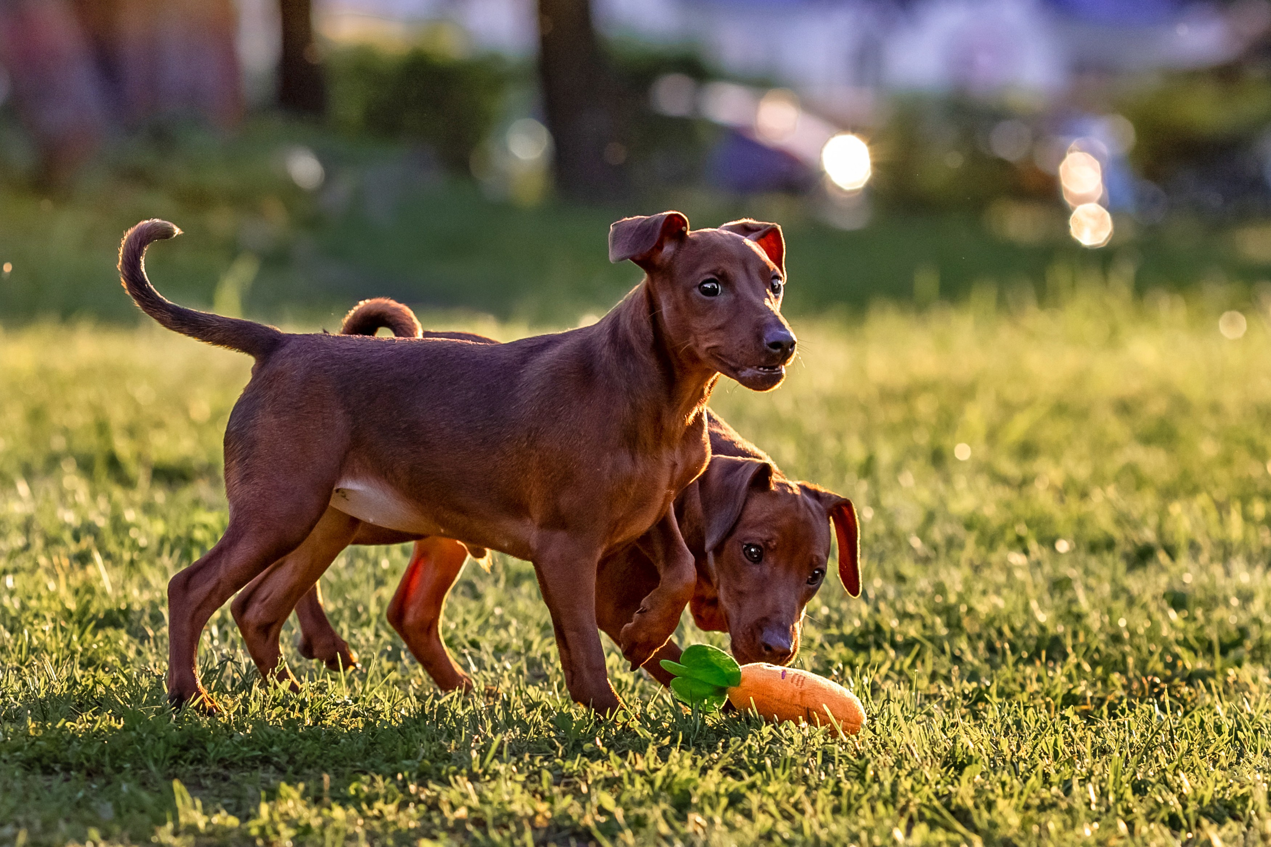 Пинчерята. Фотограф анималист Аня Ливанова | Рыбинск