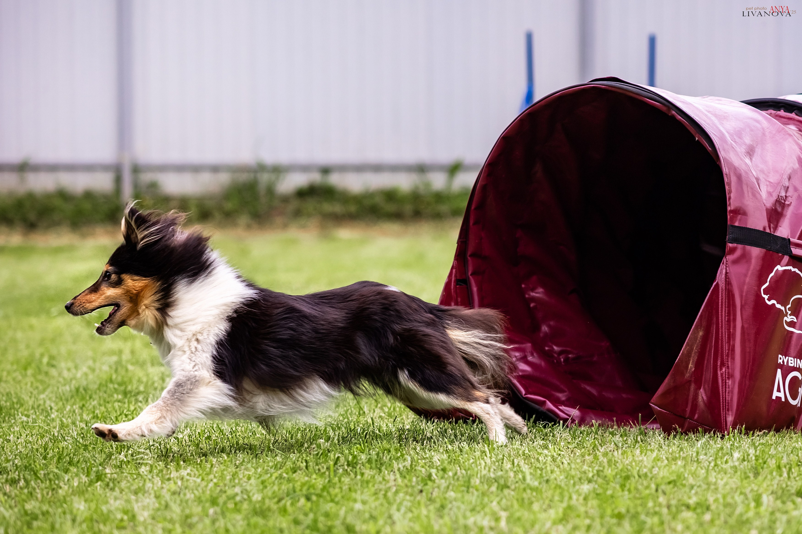 Аджилити Рыбинск. Фотограф анималист Аня Ливанова | Рыбинск