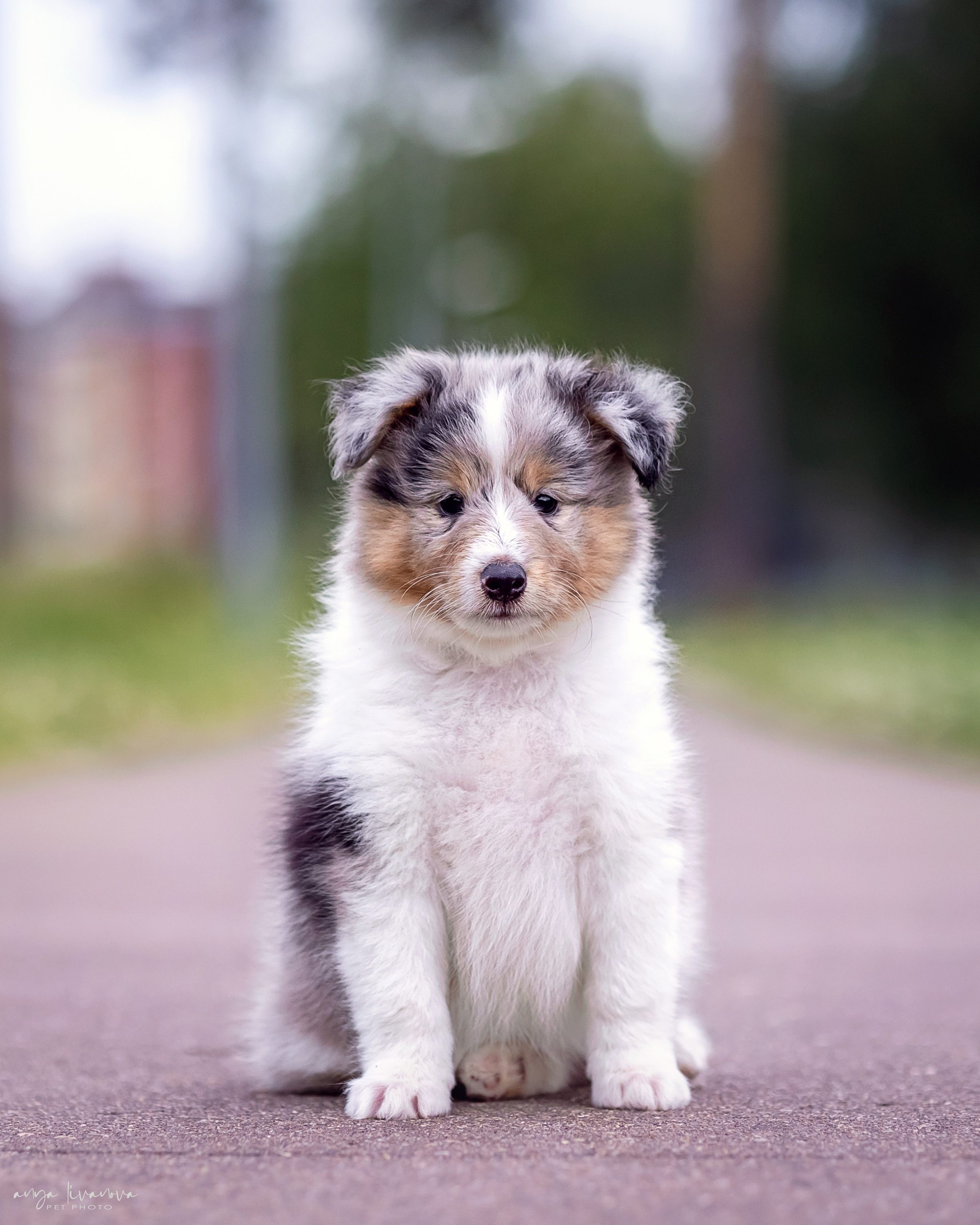 Шелти. Фотограф анималист Аня Ливанова | Рыбинск