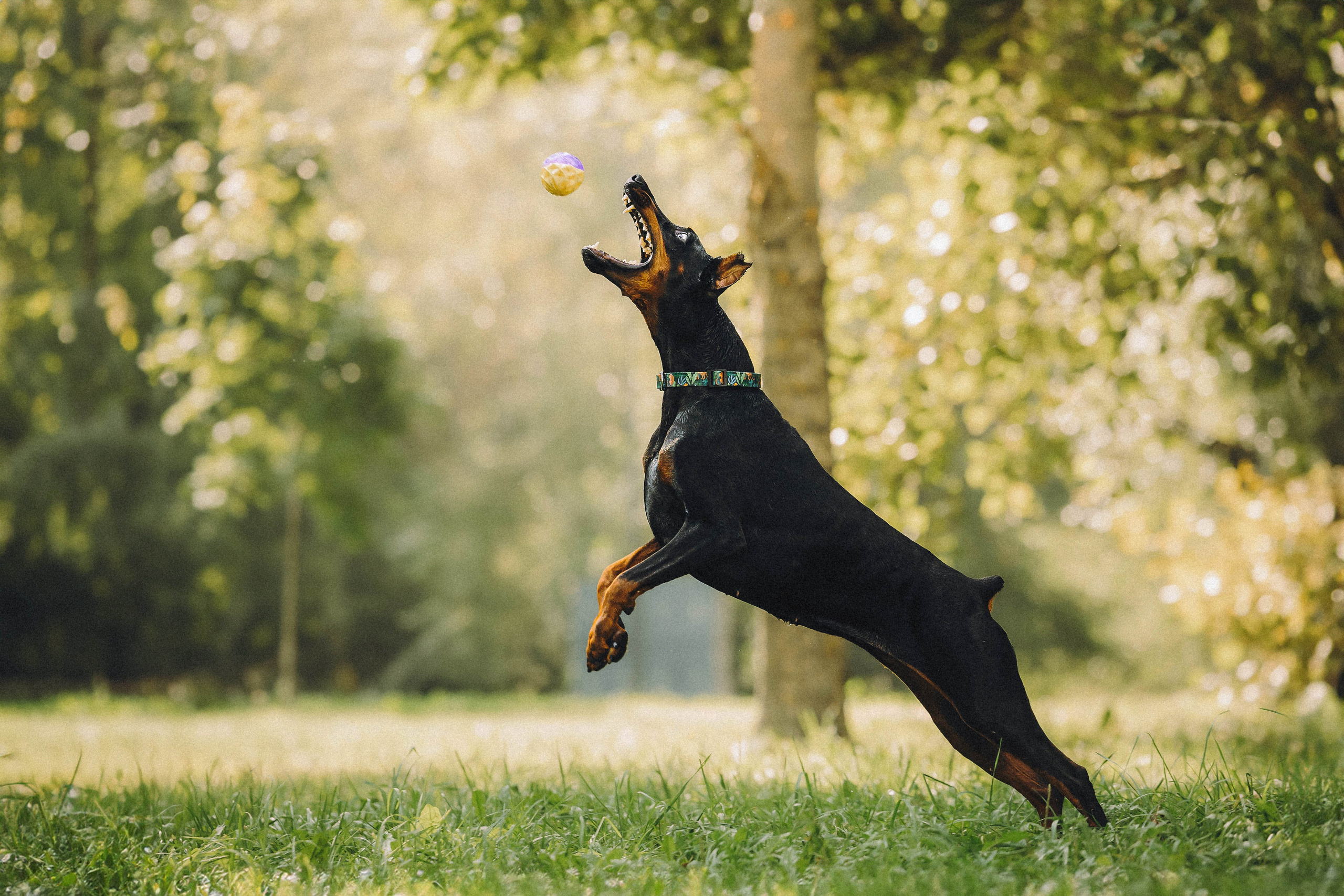 Паша и Хайди