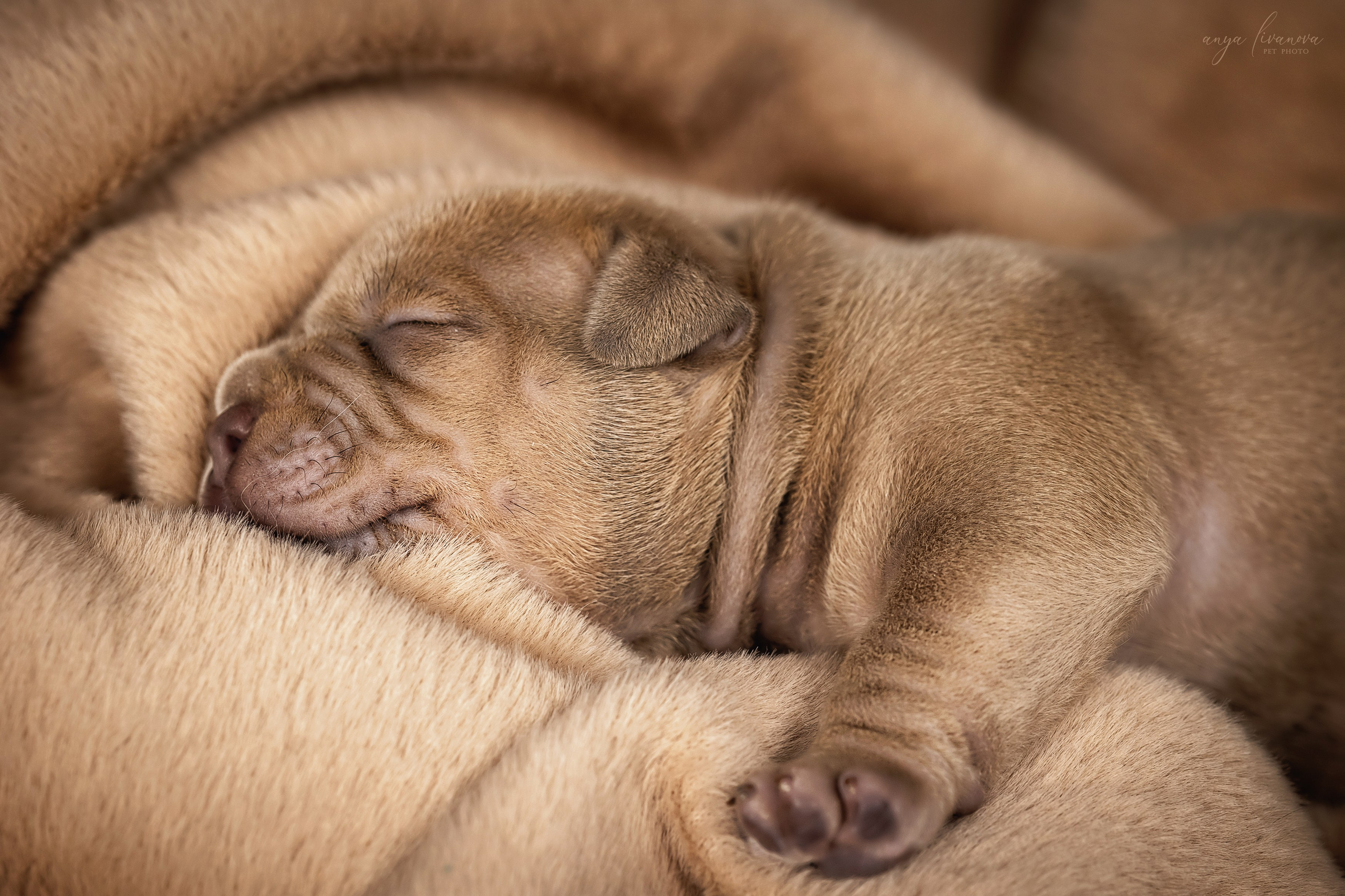 Амбулли. Фотограф анималист Аня Ливанова | Рыбинск