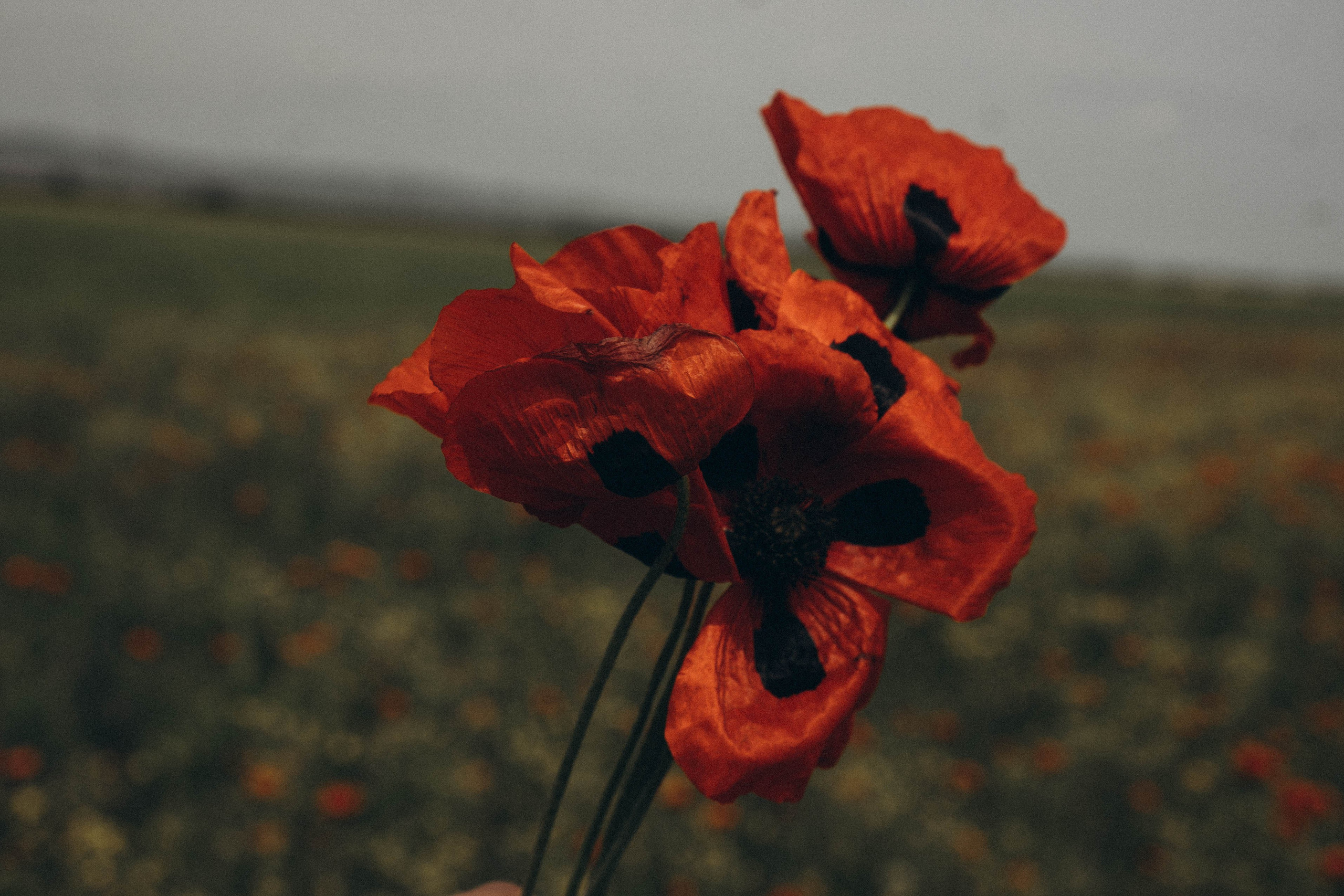 Путешествие в Дагестане. Профессиональный фотограф, Санкт-Петербург — Виктория Богомолова