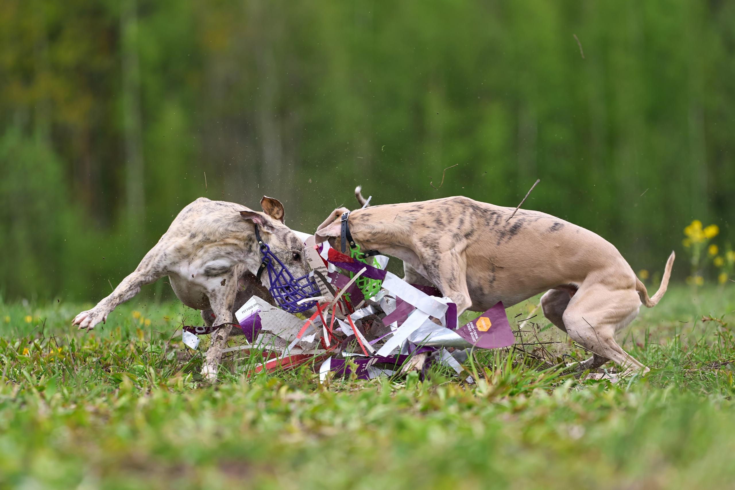 Тренировка по курсингу Донино. Фотограф-анималист Михаил Манухин