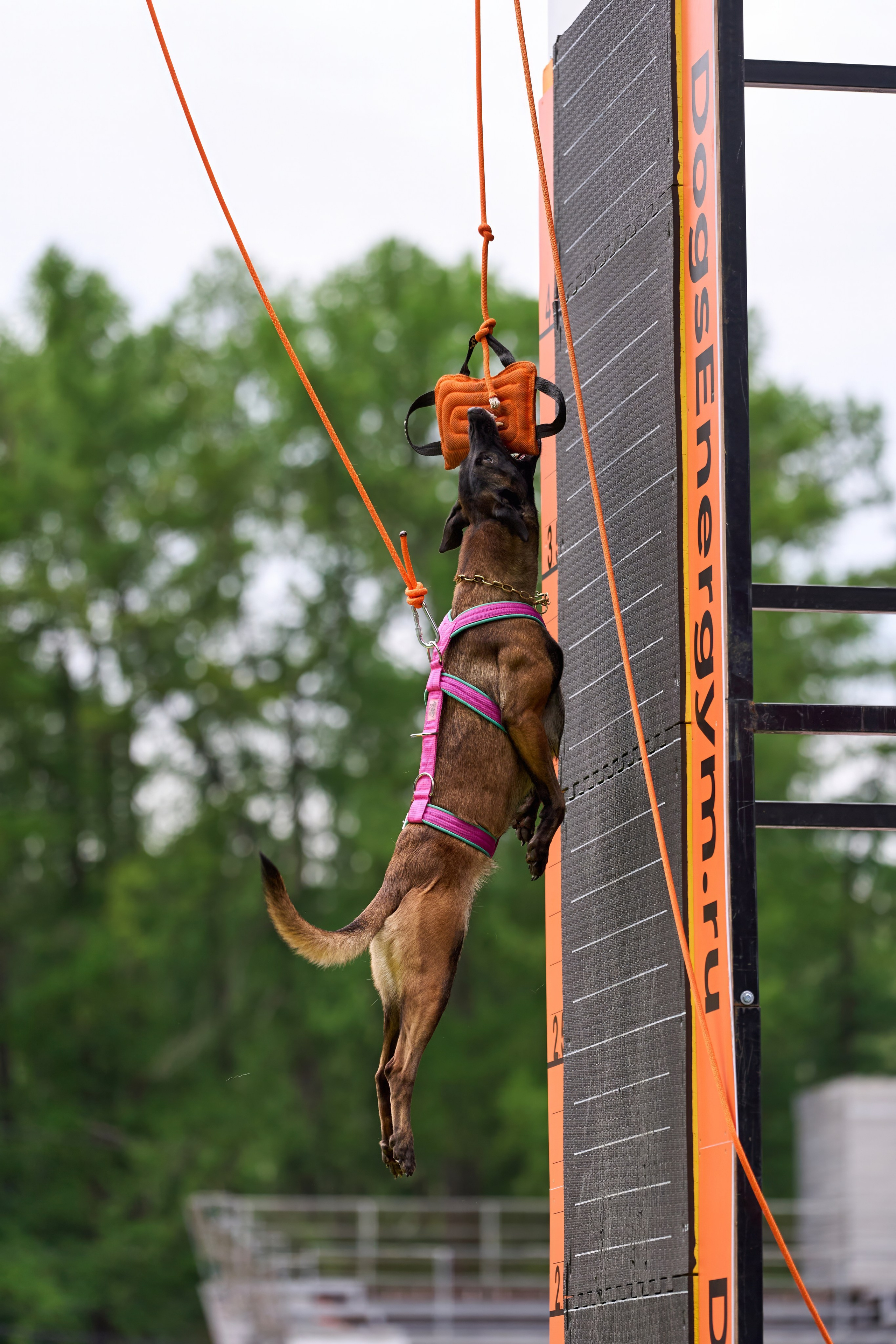 4 лапы Фест. Многоборье. Фотограф-анималист Михаил Манухин
