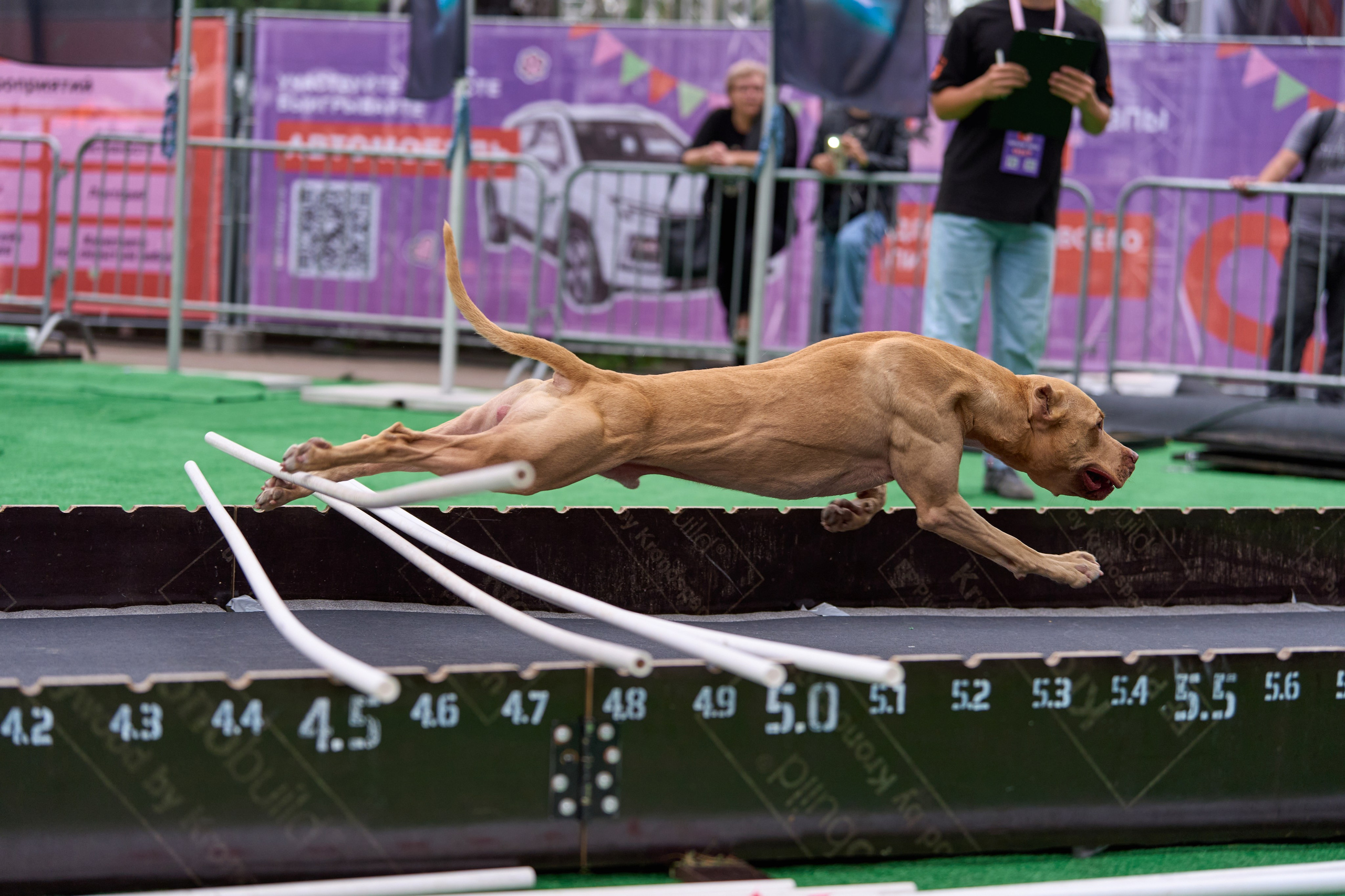 4 лапы Фест. Многоборье. Фотограф-анималист Михаил Манухин