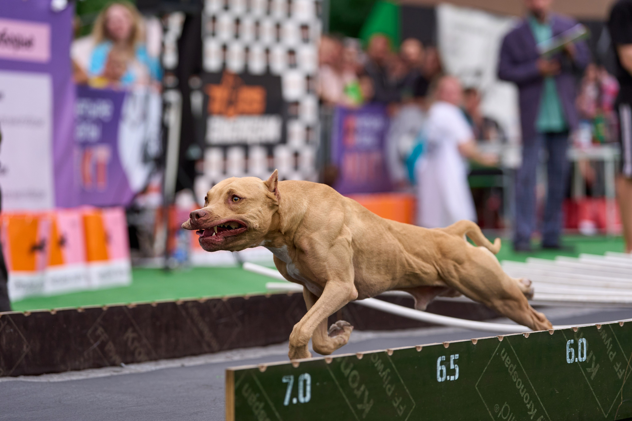 4 лапы Фест. Многоборье. Фотограф-анималист Михаил Манухин