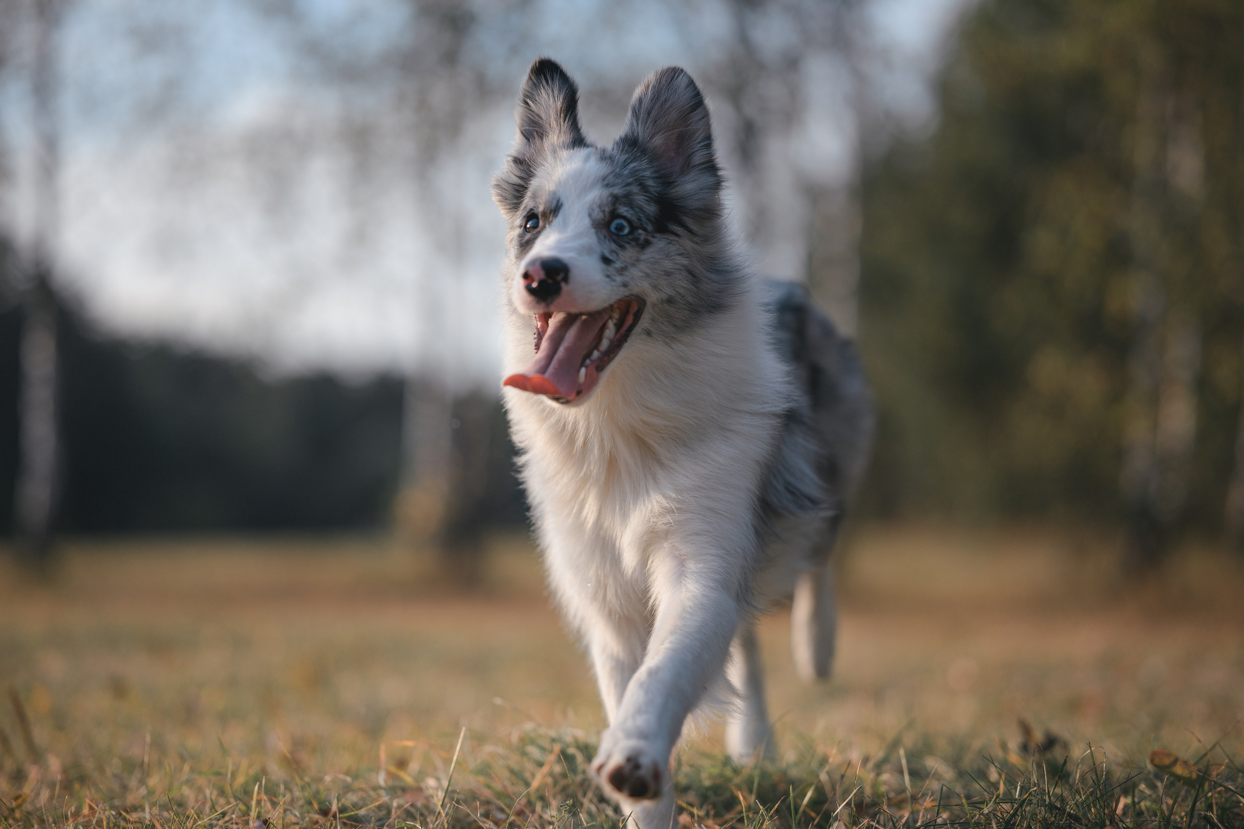 Прогулка в Мещерском парке. Фотограф Анималист в Москве Анастасия Жучкова