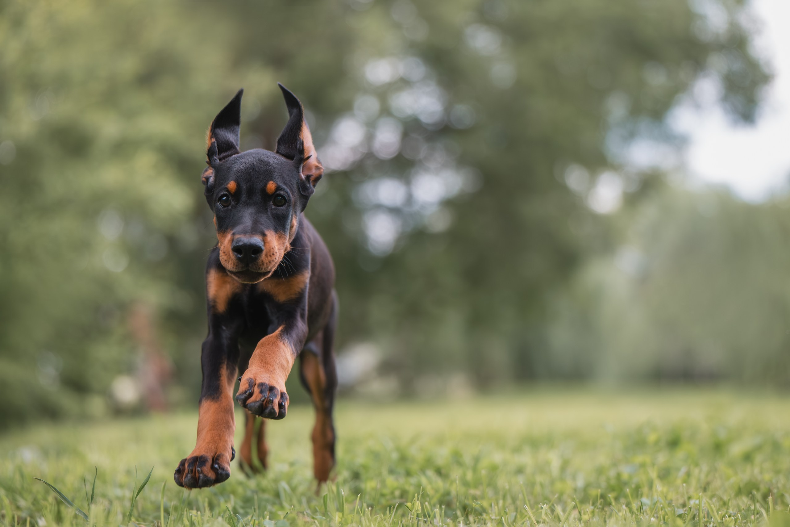 Щенки Доберманов. Фотограф Анималист в Москве Анастасия Жучкова